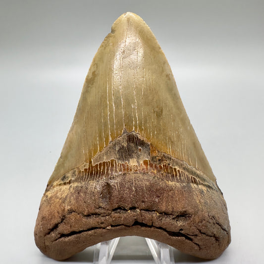 Colorful 4.61" Fossil Megalodon Tooth from North Carolina CM4687 - Front