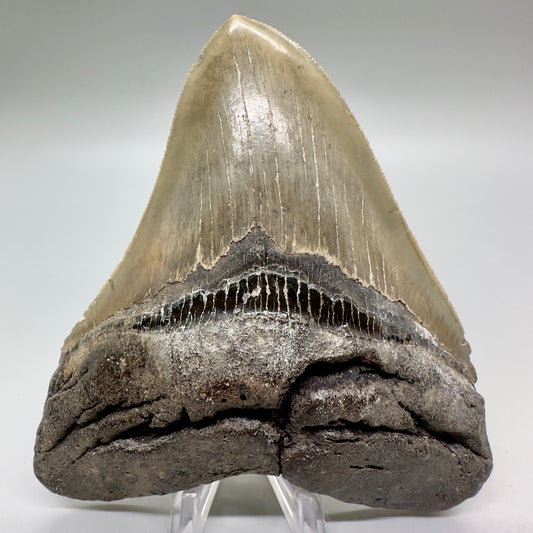 Colorful, serrated 4.85" Fossil Megalodon Tooth from North Carolina CM4688 - Front