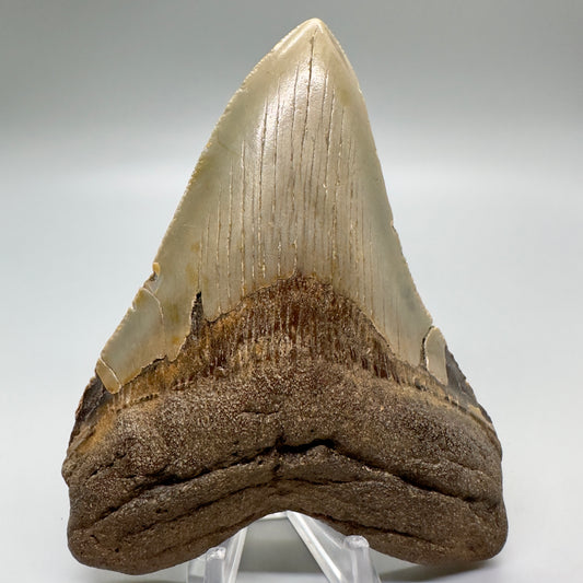 Colorful 4.40" Fossil Megalodon Tooth from North Carolina CM4685 - Front