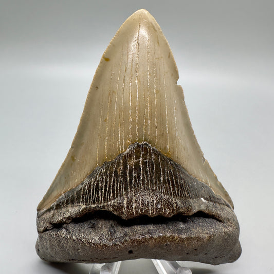 Nicely serrated lower 3.91" Fossil Megalodon Tooth from North Carolina CM4682 - Front