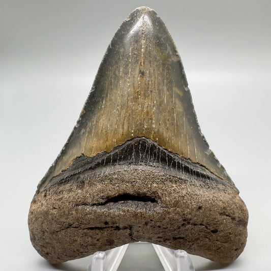 Colorful 3.76" Fossil Megalodon Tooth from North Carolina CM4680 - Front
