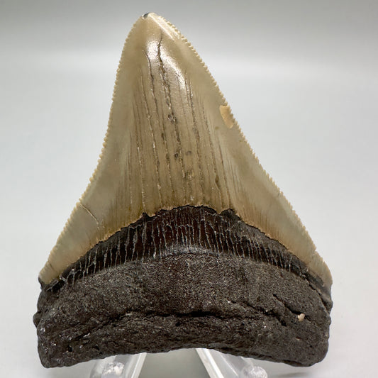 Sharply serrated, colorful 3.24" Fossil Megalodon Tooth: North Carolina CM4676 - Front