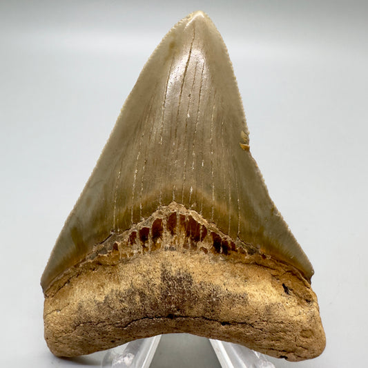 Sharply serrated, colorful 3.12" Fossil Megalodon Tooth: North Carolina CM4674 - Front
