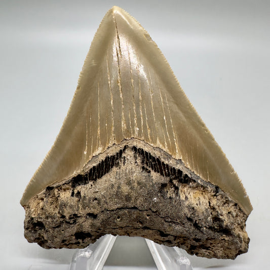 Sharply serrated, colorful 3.25" Fossil Megalodon Tooth: North Carolina CM4677 - Front