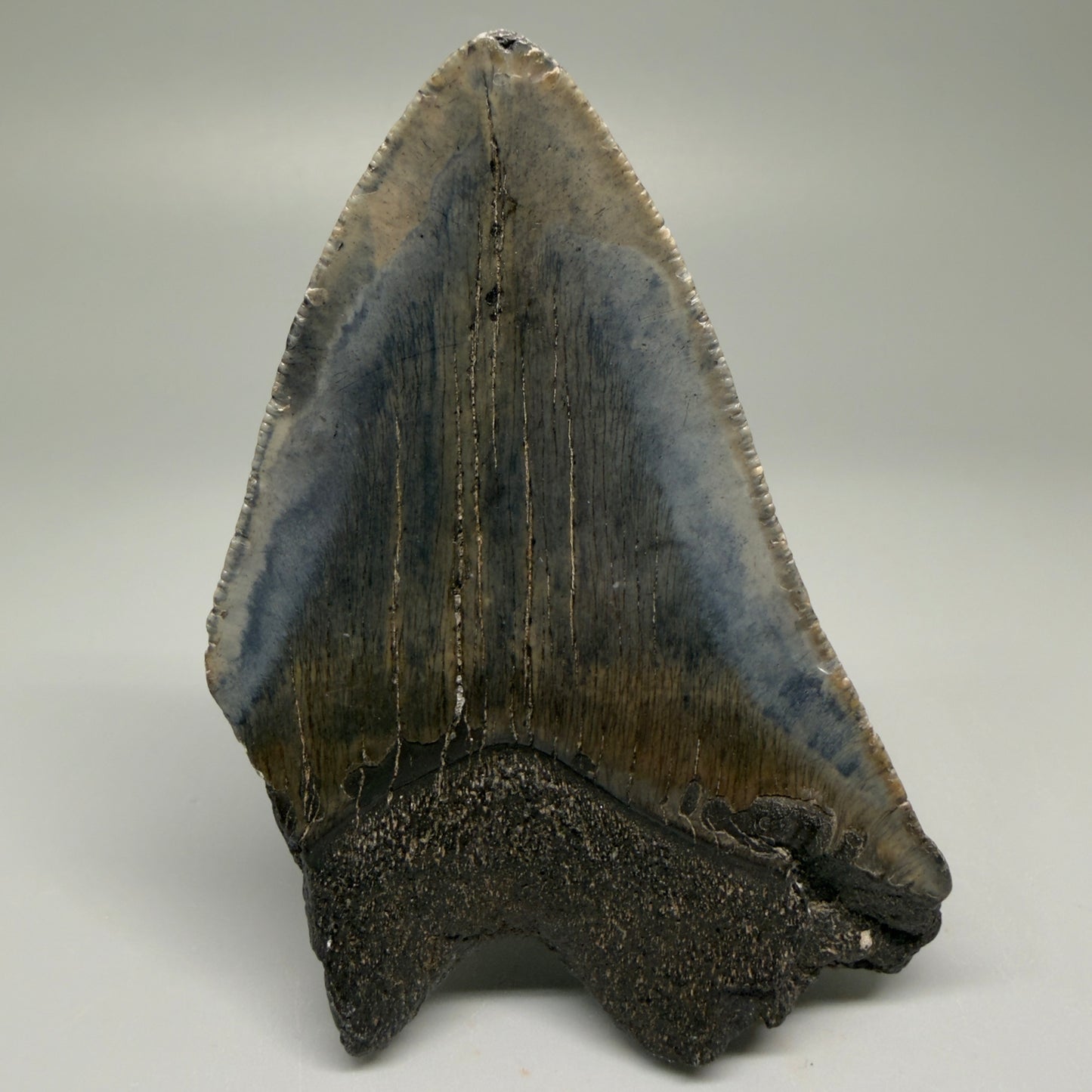 Back View 4.06" Fossil Megalodon Tooth – Authentic Carcharocles megalodon Tooth from South Carolina CM5505