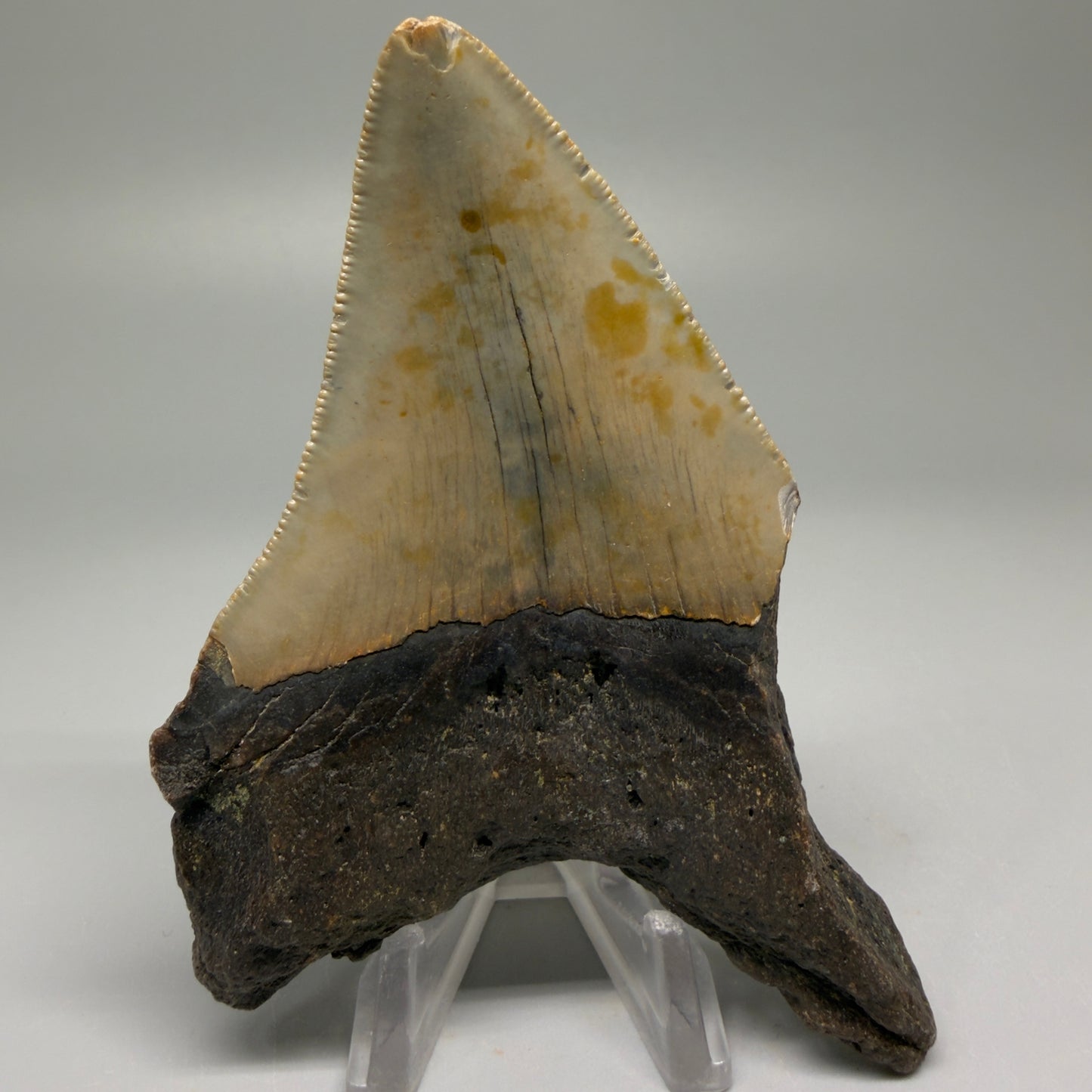 Back View Colorful 3.27" Fossil Megalodon Tooth from North Carolina - megalodonteeth.com CM5510