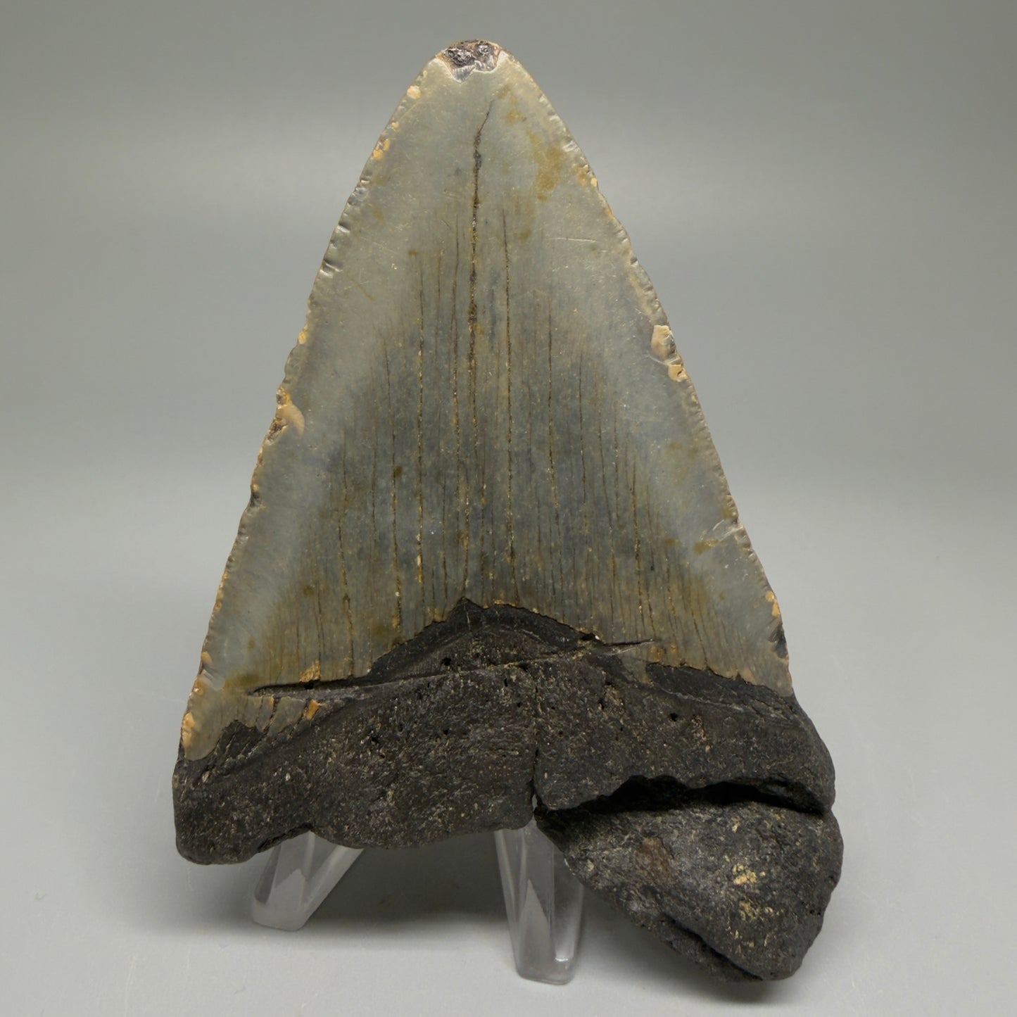 Back View Colorful 4.01" Authentic Megalodon Tooth – North Carolina Fossil | Carcharocles megalodon CM5511