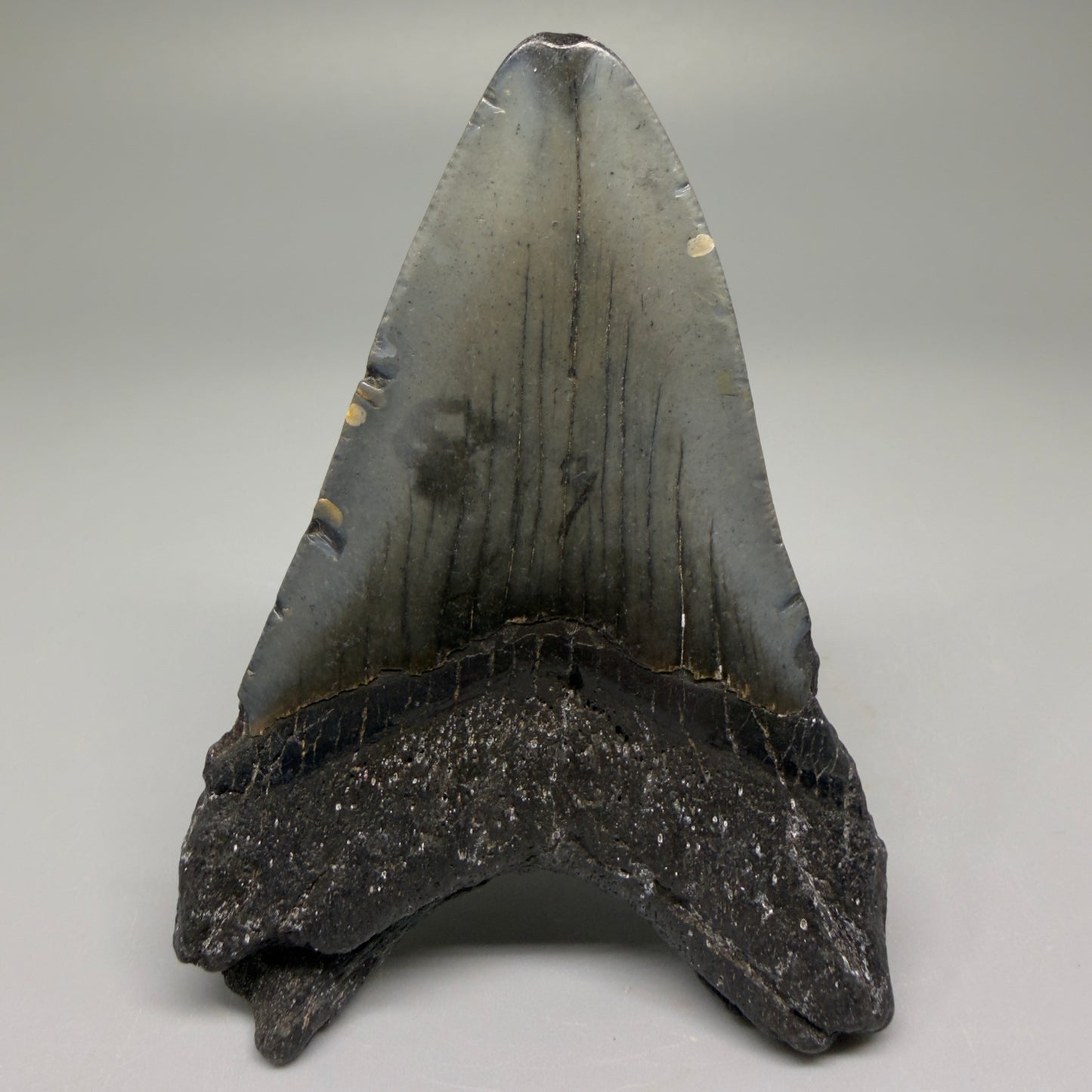 Back View Colorful 3.79" Fossil Megalodon Tooth from North Carolina - megalodonteeth.com CM5509