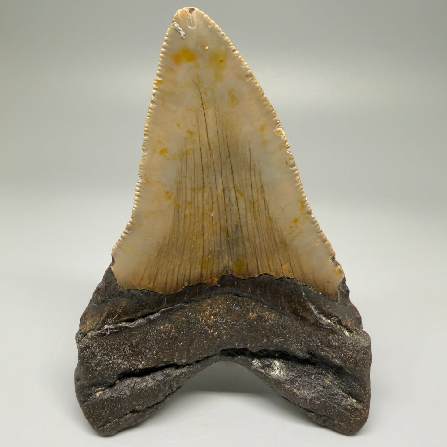 Back View Colorful 4.33" Authentic Megalodon Tooth – North Carolina Fossil | Carcharocles megalodon CM5512