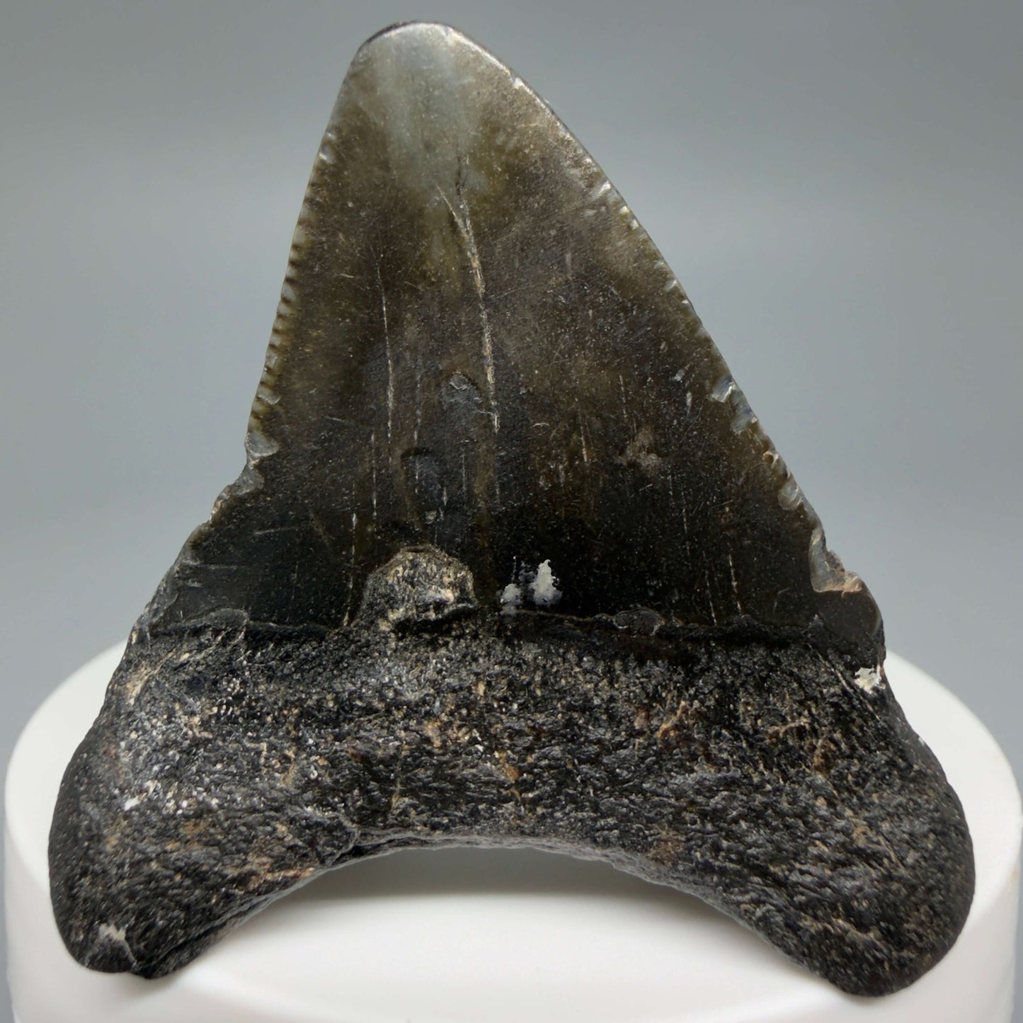 Back View Colorful 2.00" Fossil Megalodon Tooth – South Carolina River Find | Authentic CM6436