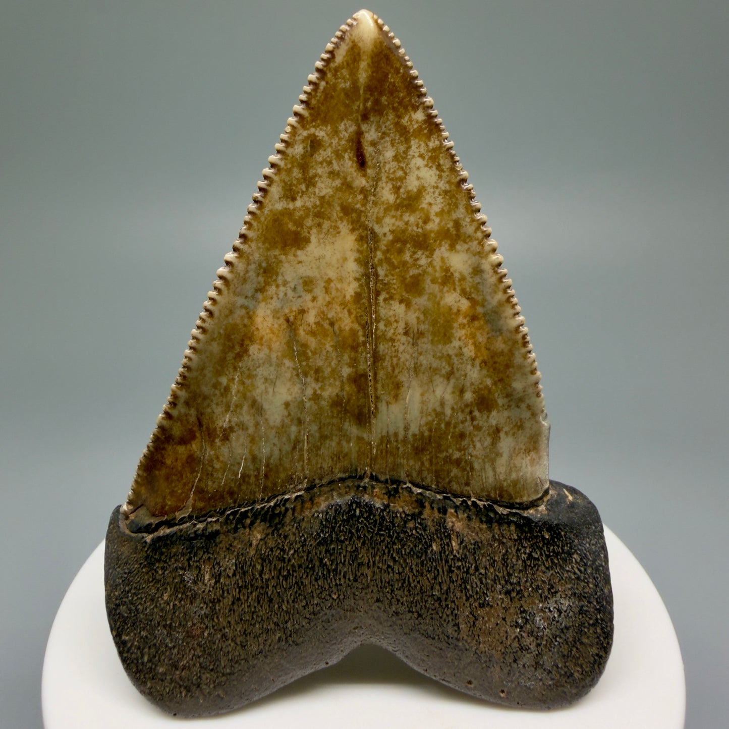 Back View XL 2.80" Fossil Great White Shark Tooth - Cooper River, SC - Colorful, sharply serrated GW1257
