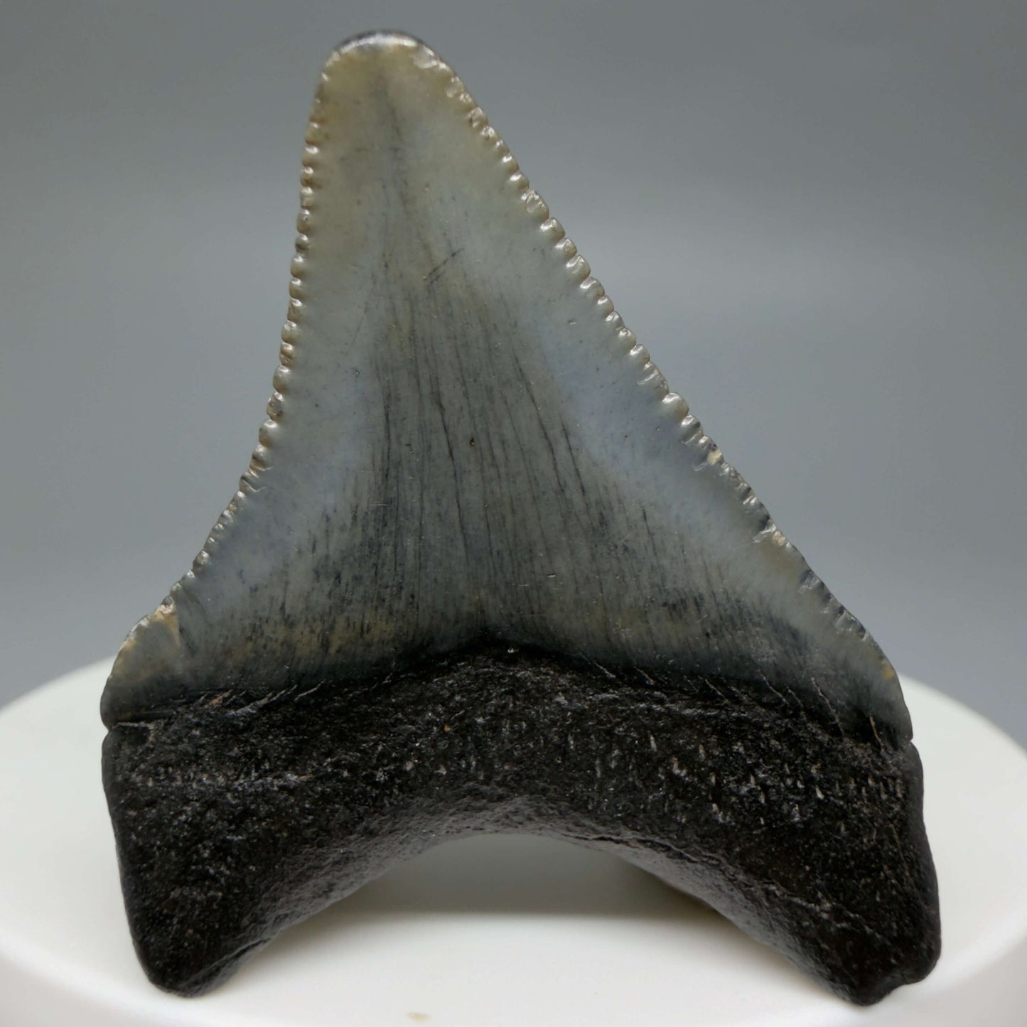 Back View Baby 1.64" Colorful Fossil Megalodon Tooth – South Carolina River Find | Authentic Megalodon Tooth CM6428