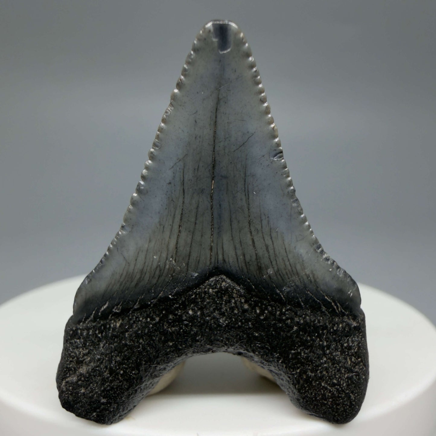 Back View Baby 1.48" Colorful Fossil Megalodon Tooth – South Carolina River Find | Authentic Megalodon Tooth CM6427