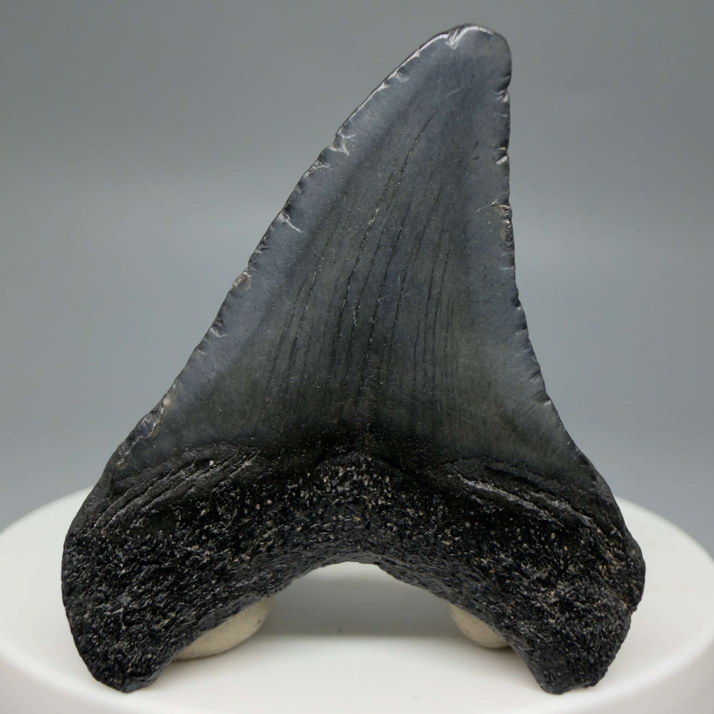 Back View Baby 1.77" Colorful Fossil Megalodon Tooth – South Carolina River Find | Authentic Megalodon Tooth CM6430