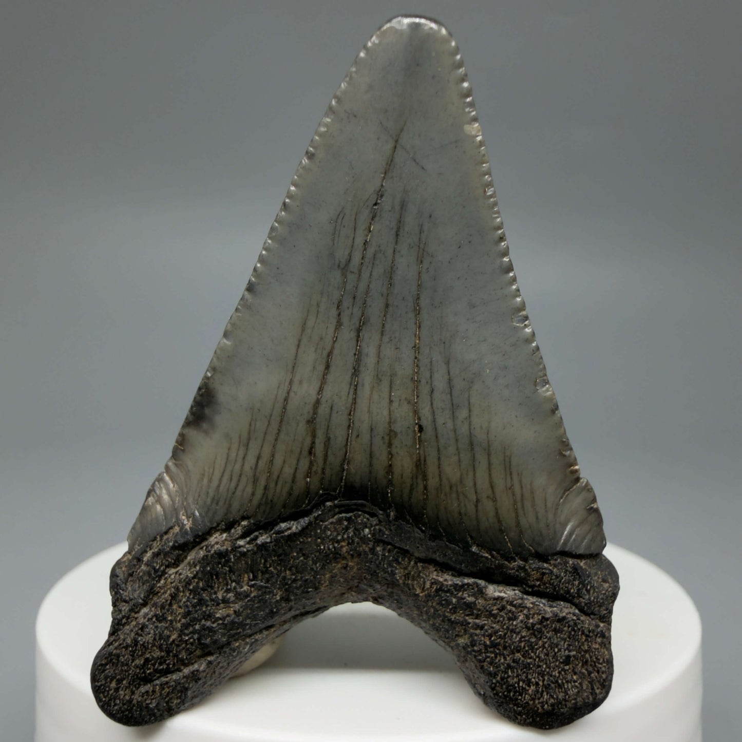 Back View Colorful 2.10" Fossil Megalodon Tooth – South Carolina River Find | Authentic CM6431