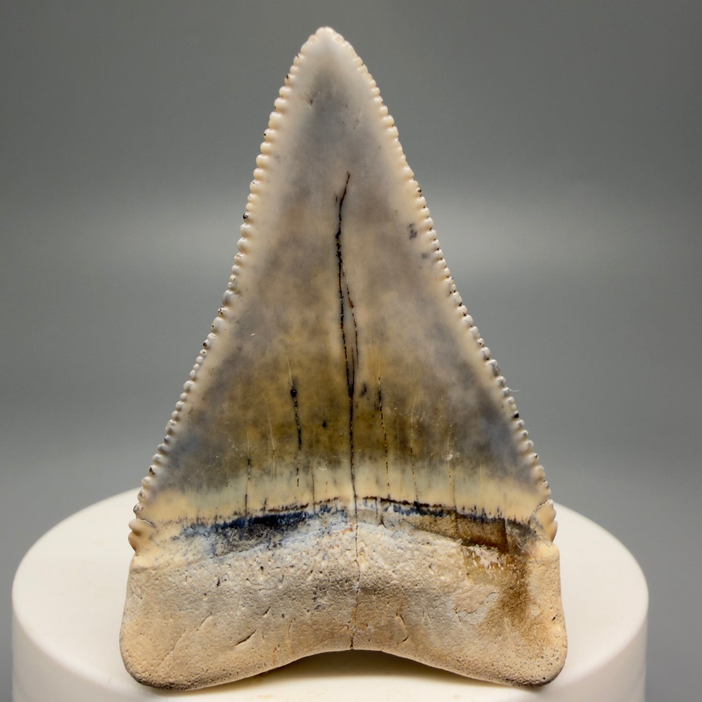 Back View Stunning, colorful 2.03" long Fossil Great White Tooth from the deserts of Peru GW1255