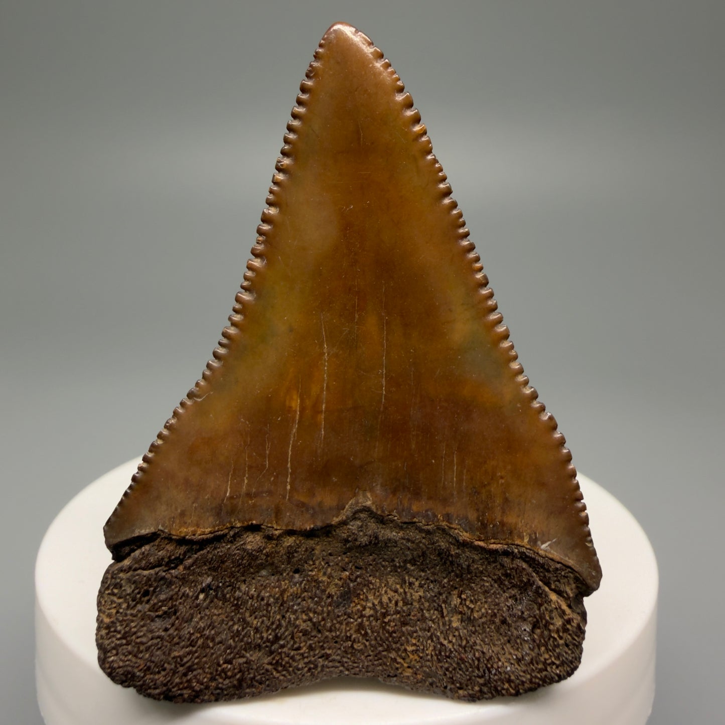 Back View 2.16" Fossil Great White Shark Tooth - Cooper River, SC - Colorful, sharply serrated GW1256