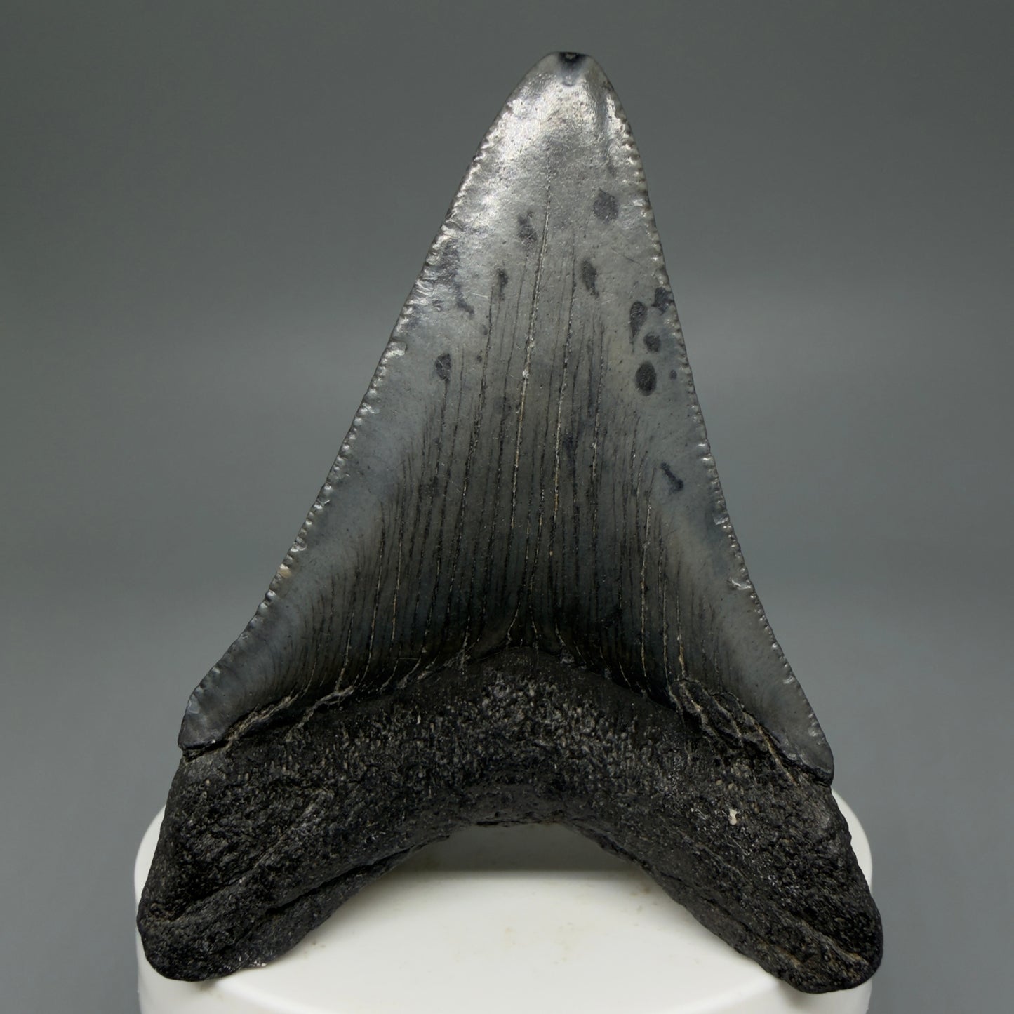 Back View 2.91" Colorful Fossil Megalodon Tooth – South Carolina River Find | Authentic CM5981