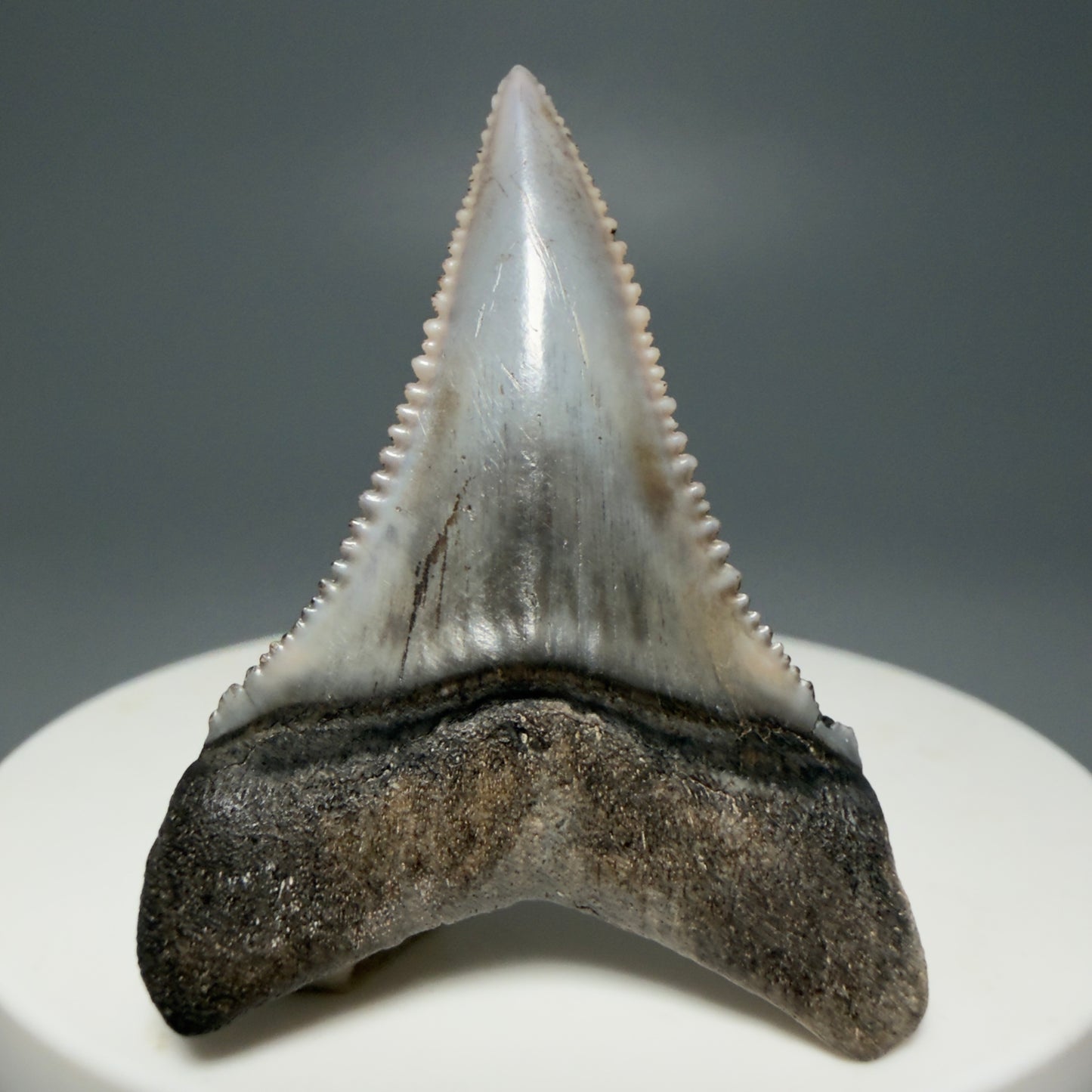 Back Right View Lower 1.73" long Fossil Great White Tooth from the deserts of Peru - Stunning, high quality GW1254 - 1