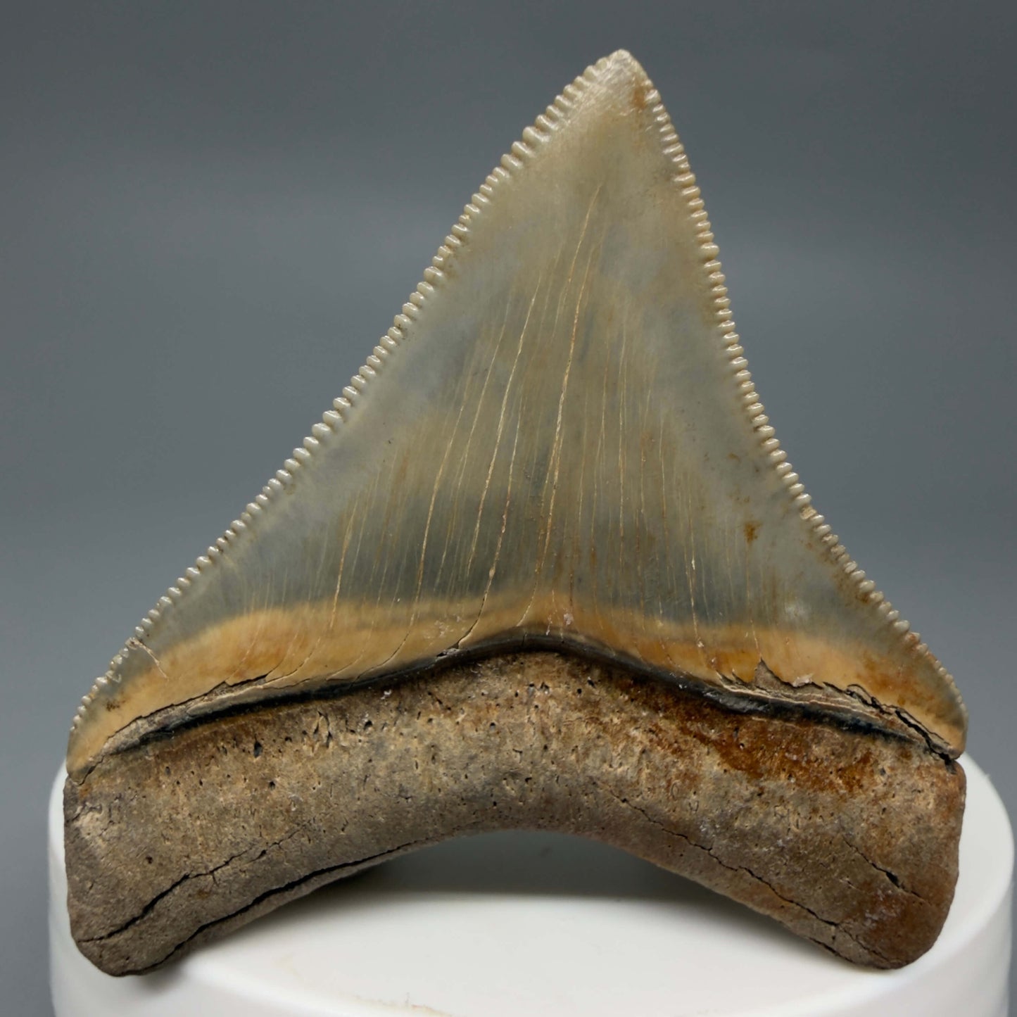 Back View Colorful, Sharply serrated 2.05" Fossil Megalodon Tooth – South Carolina River Find | Authentic CM6441