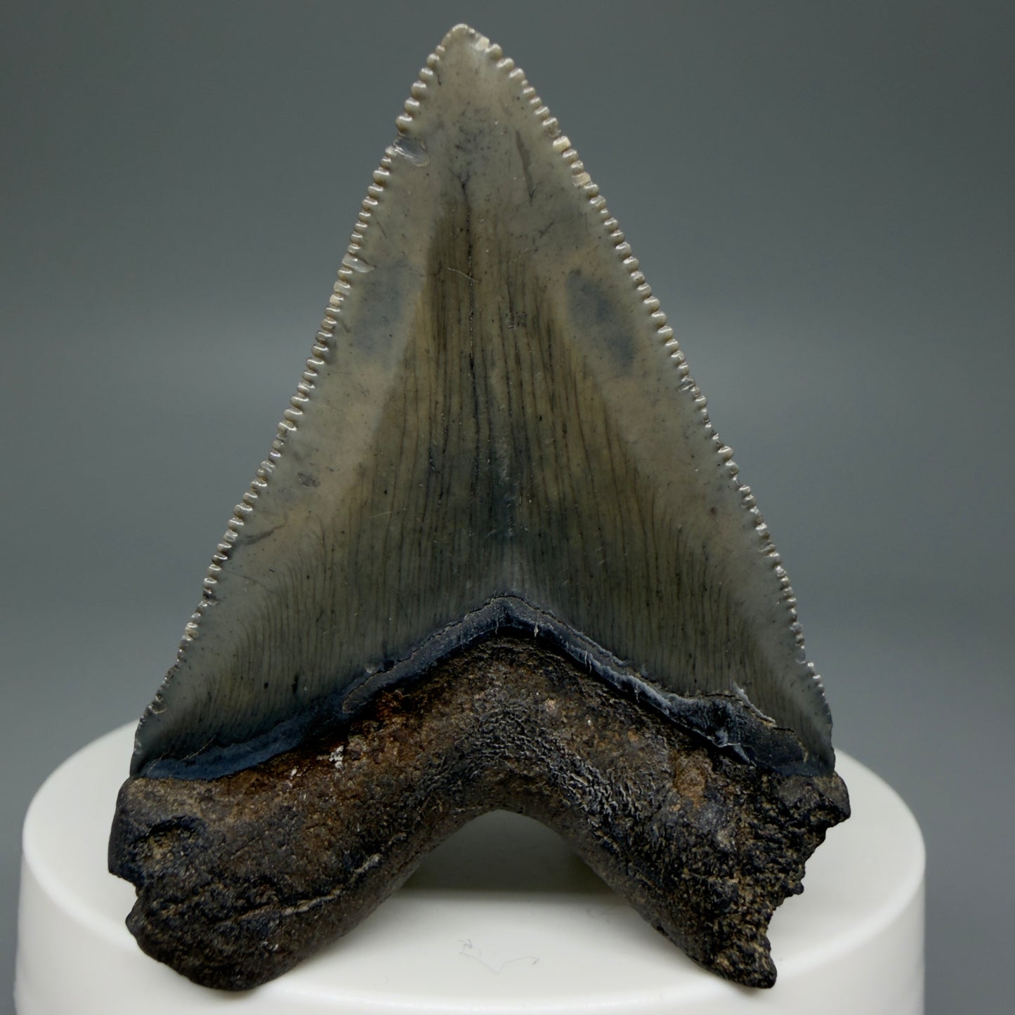 Back View 2.08" Colorful/Collector's Quality Fossil Megalodon Tooth – South Carolina River Find | Heart Shape CM5972