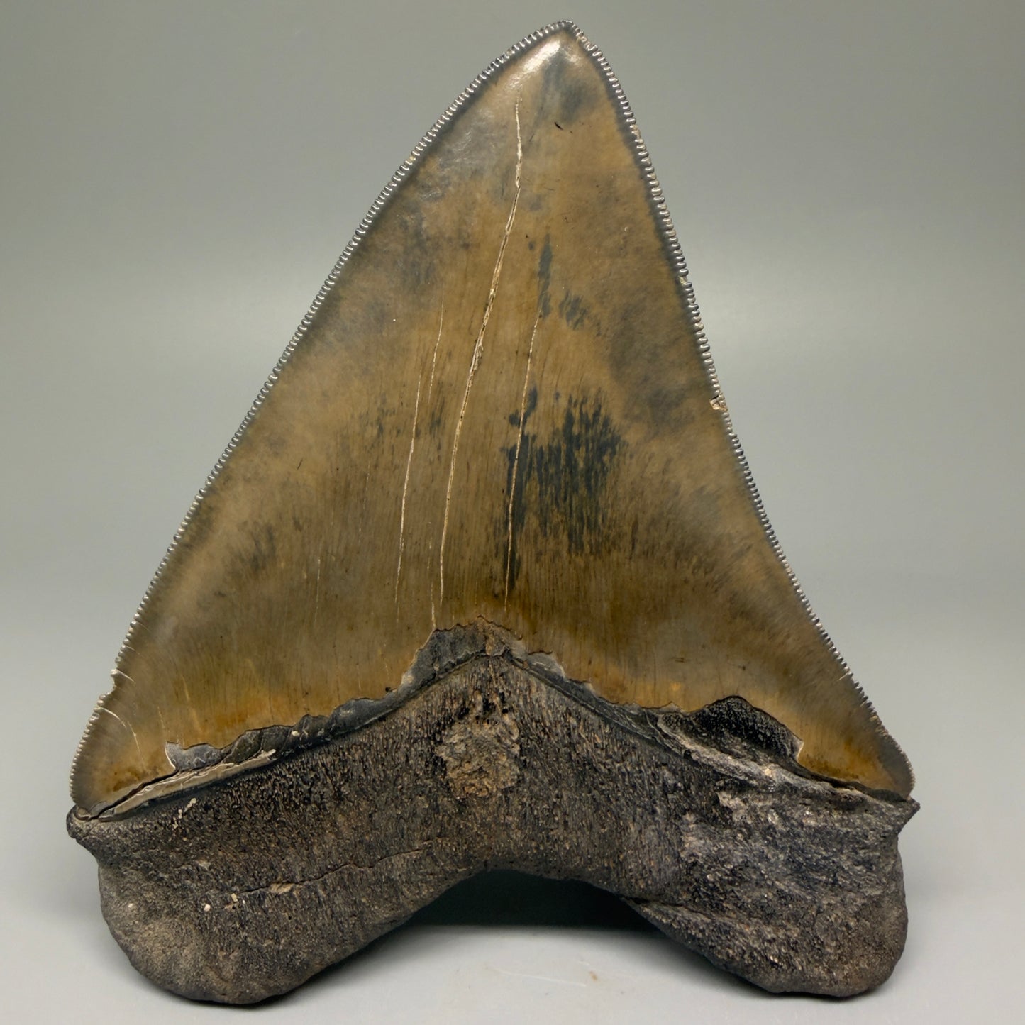 Back View Authentic 5.44" Collector Megalodon Tooth from South Carolina – Collector's Quality CM5523