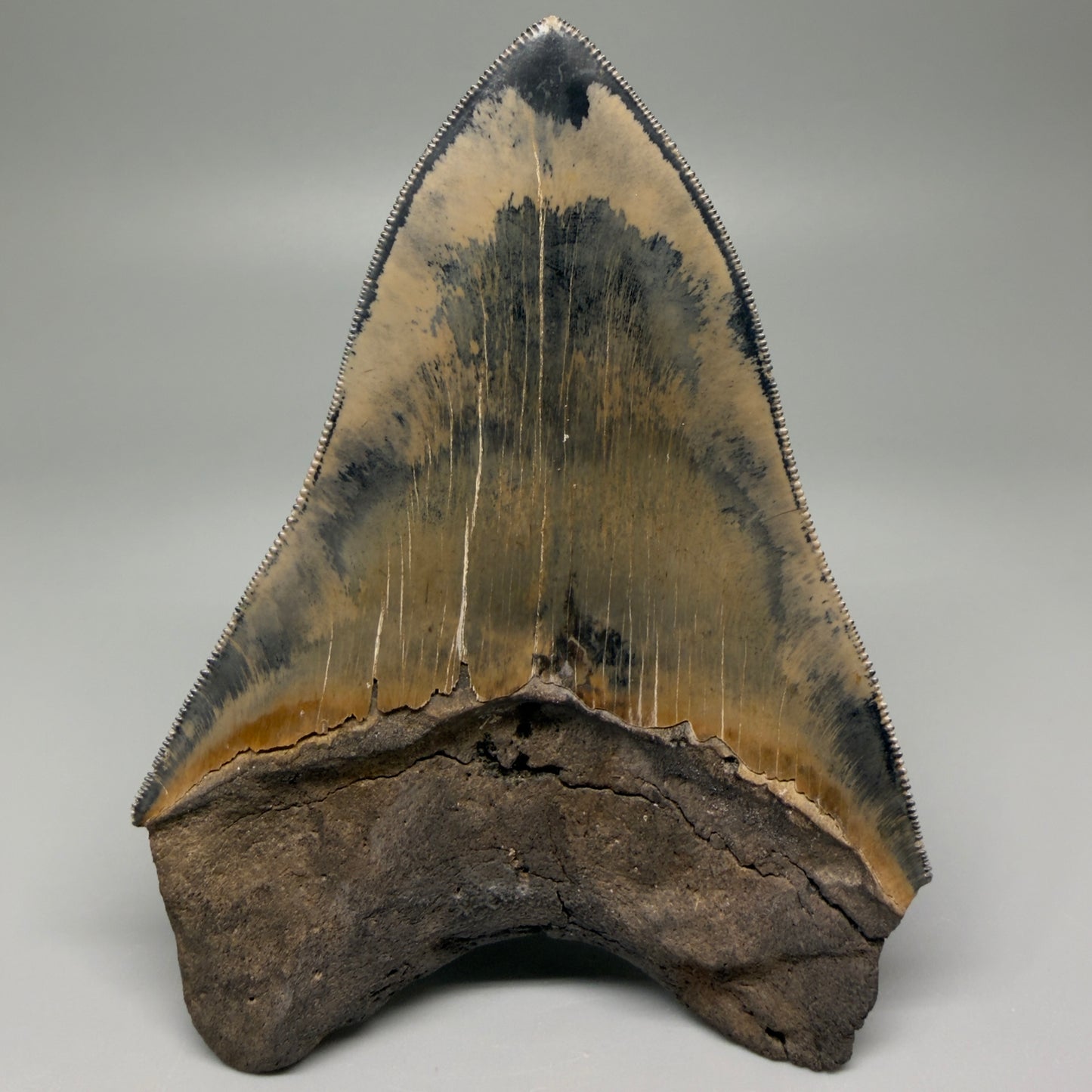 Back View Authentic 5.31" Collector Megalodon Tooth from South Carolina – Collector's Quality CM5522