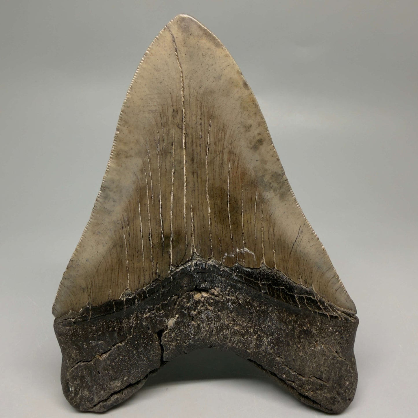 Back View Authentic Serrated 4.97" Megalodon Tooth from South Carolina – Great Shape MJ160