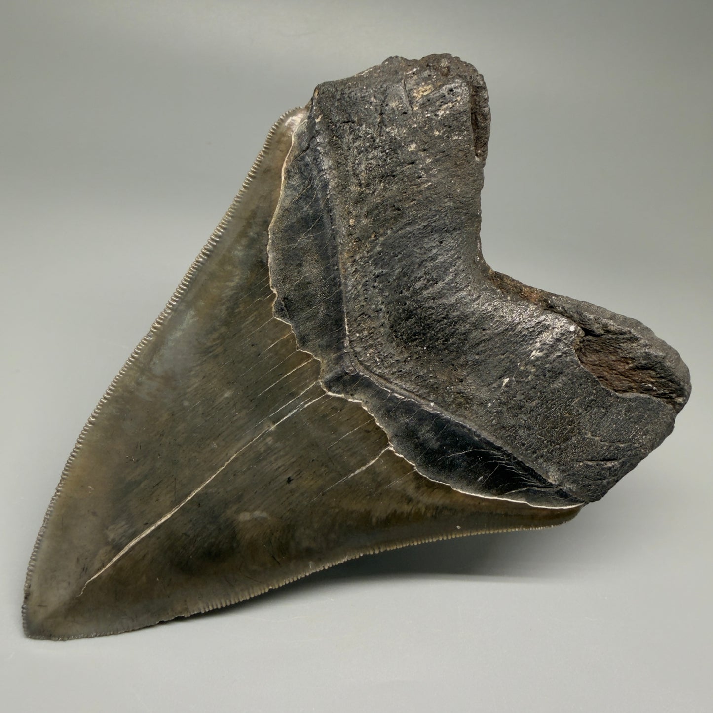 Back Right View Authentic, heart-shaped 4.91" Collector Megalodon Tooth from South Carolina – Very Colorful GM5521