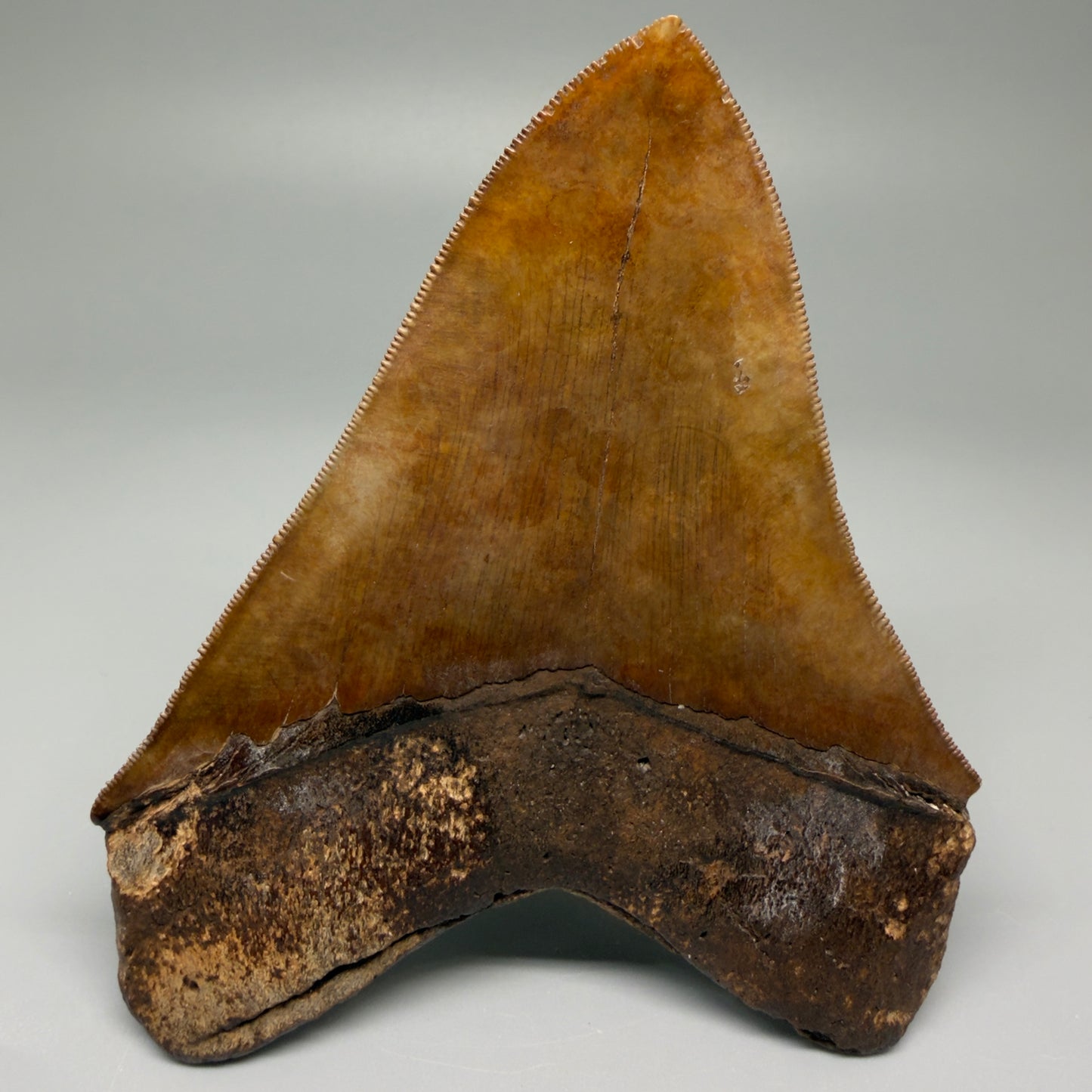 Back View Exquisite, Collector's Quality 4.92" Megalodon Tooth from the Saint Mary's River, GA CM5520