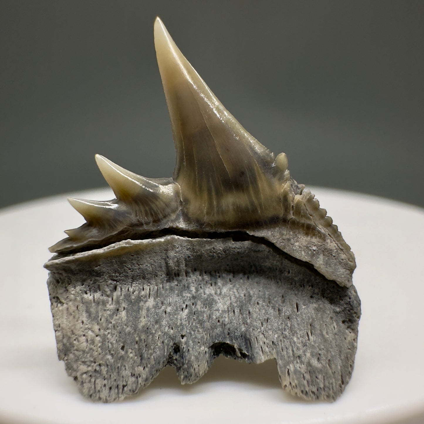 Beautiful, Rare 0.93" Long Fossil Hexanchus gigas - Sixgill Cow Shark tooth from Aurora, NC