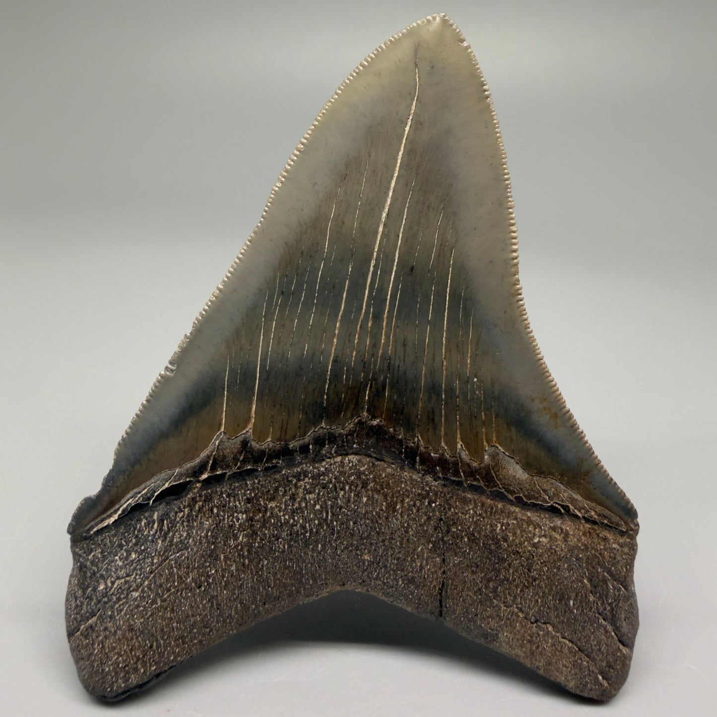Back View Authentic 3.75" Collector Megalodon Tooth – Colorful Fossil Megalodon Tooth from South Carolina for Sale CM5519