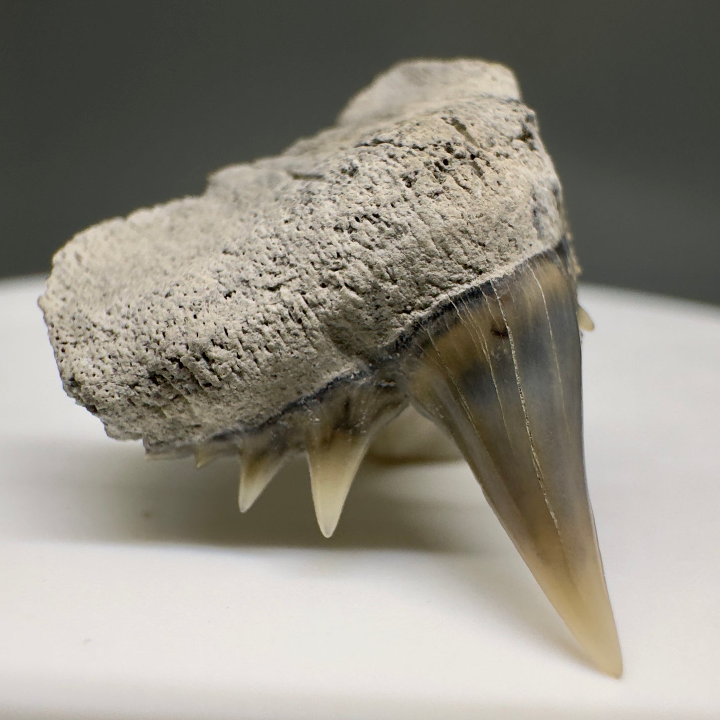 Beautiful, Rare 0.93" Long Fossil Hexanchus gigas - Sixgill Cow Shark tooth from Aurora, NC