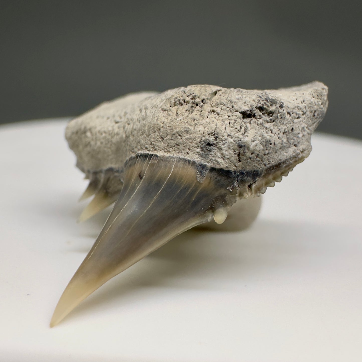 Beautiful, Rare 0.93" Long Fossil Hexanchus gigas - Sixgill Cow Shark tooth from Aurora, NC