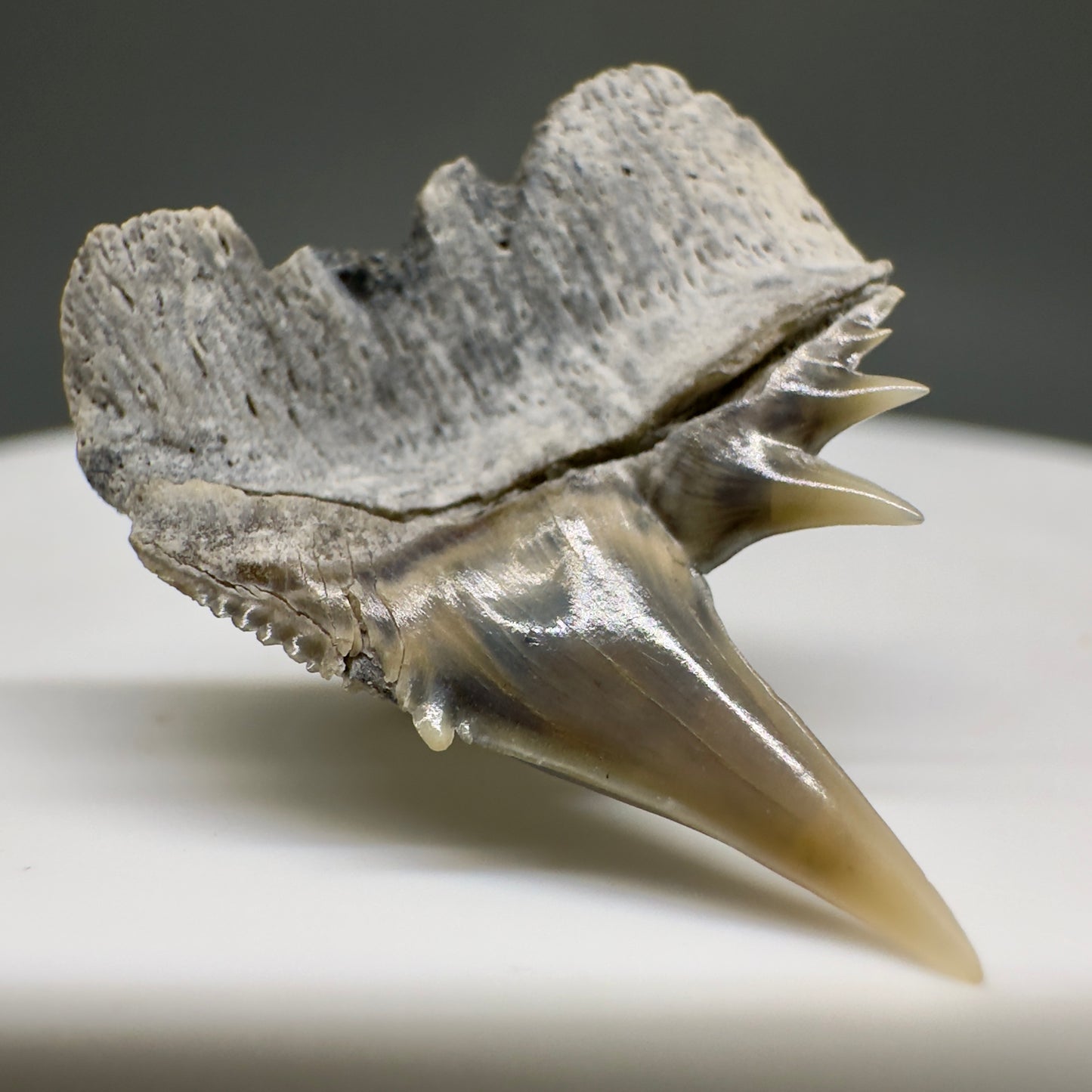 Beautiful, Rare 0.93" Long Fossil Hexanchus gigas - Sixgill Cow Shark tooth from Aurora, NC