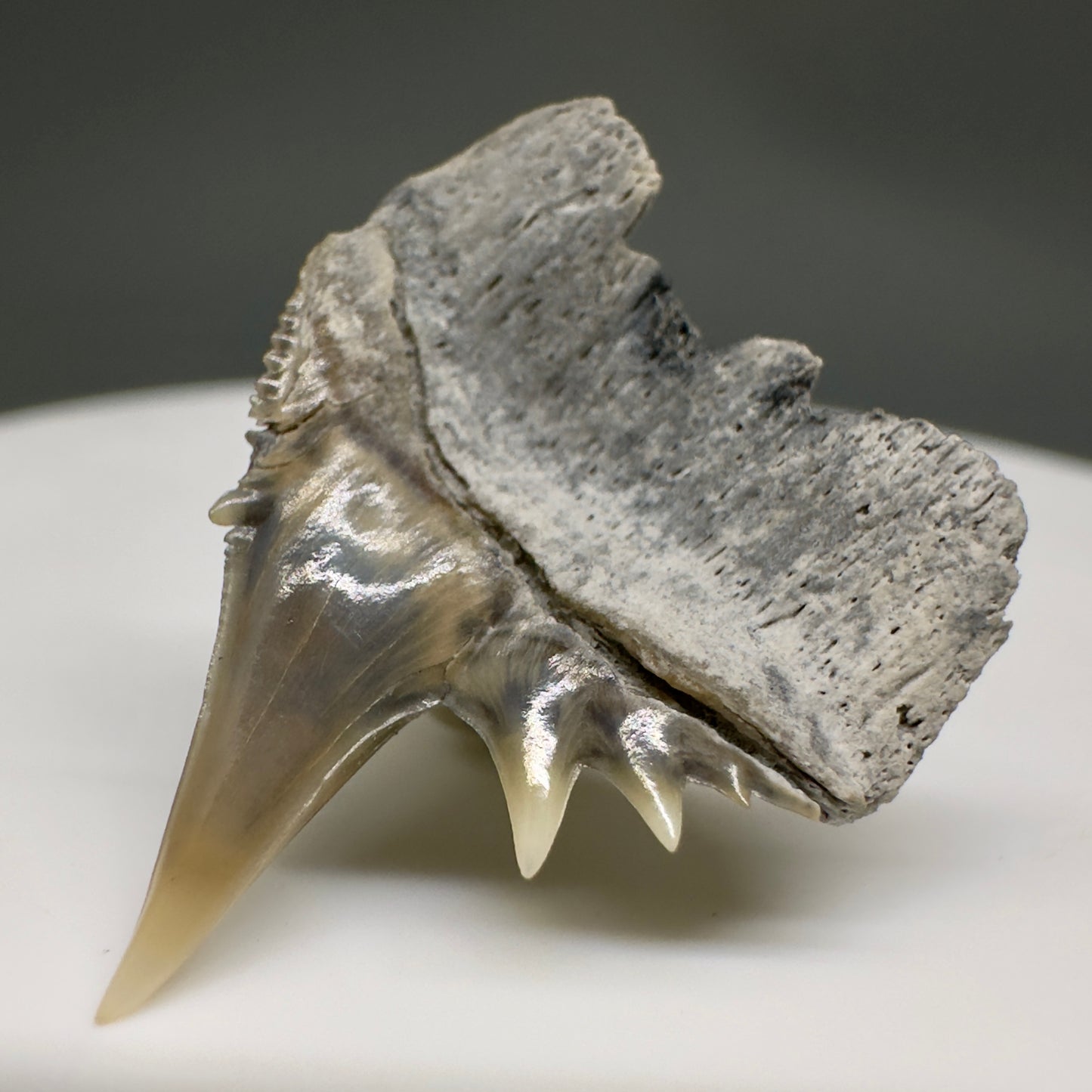 Beautiful, Rare 0.93" Long Fossil Hexanchus gigas - Sixgill Cow Shark tooth from Aurora, NC