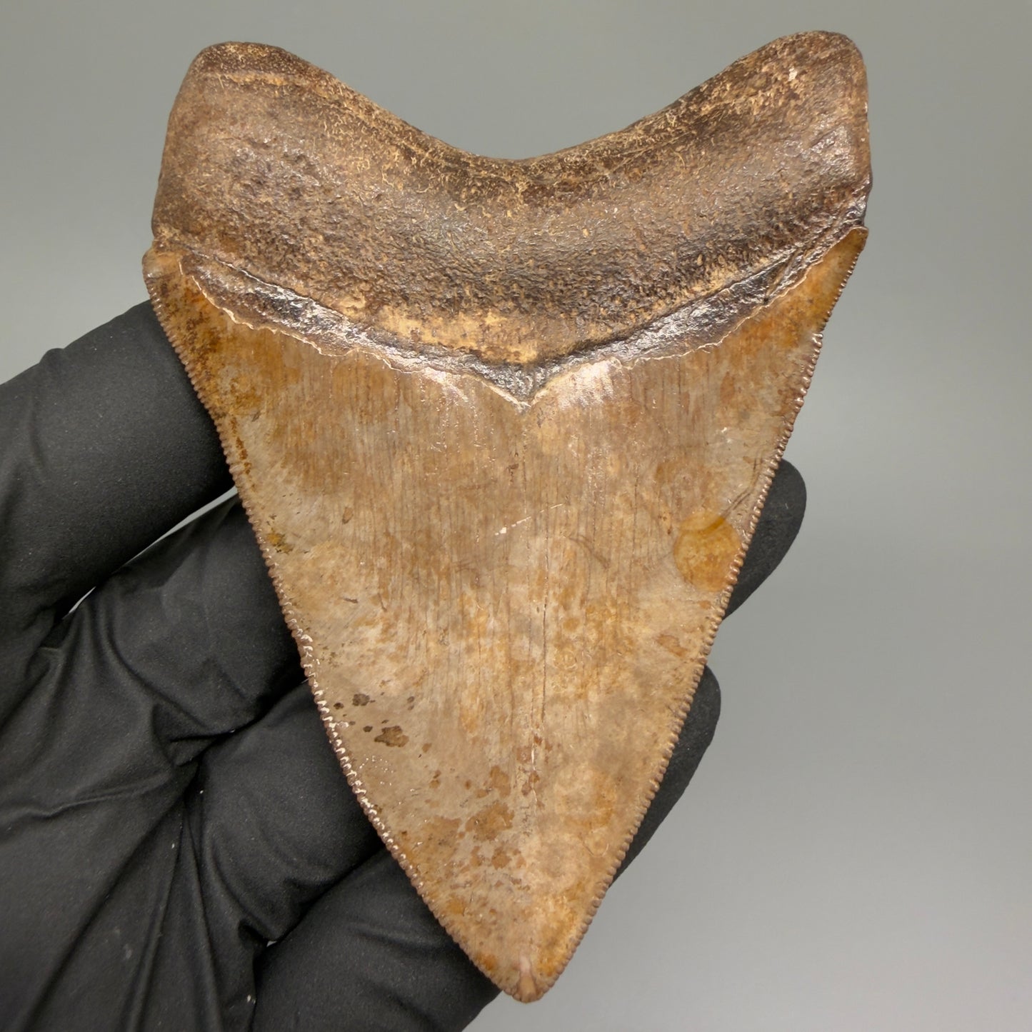 Back View Exquisite, collector's quality 3.51" Megalodon Tooth from the Saint Mary's River, GA CM5517