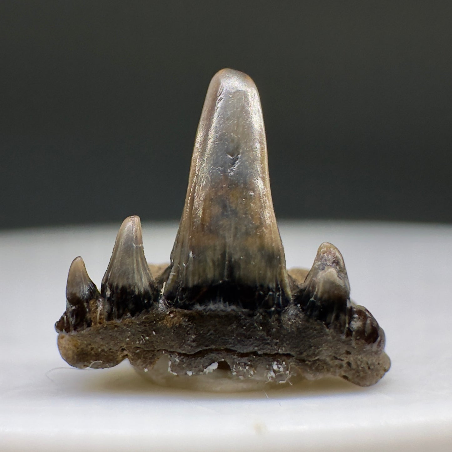 Very Rare 0.36" Fossil Paraorthacodus clarkii Shark Tooth from Maryland R612 - Back