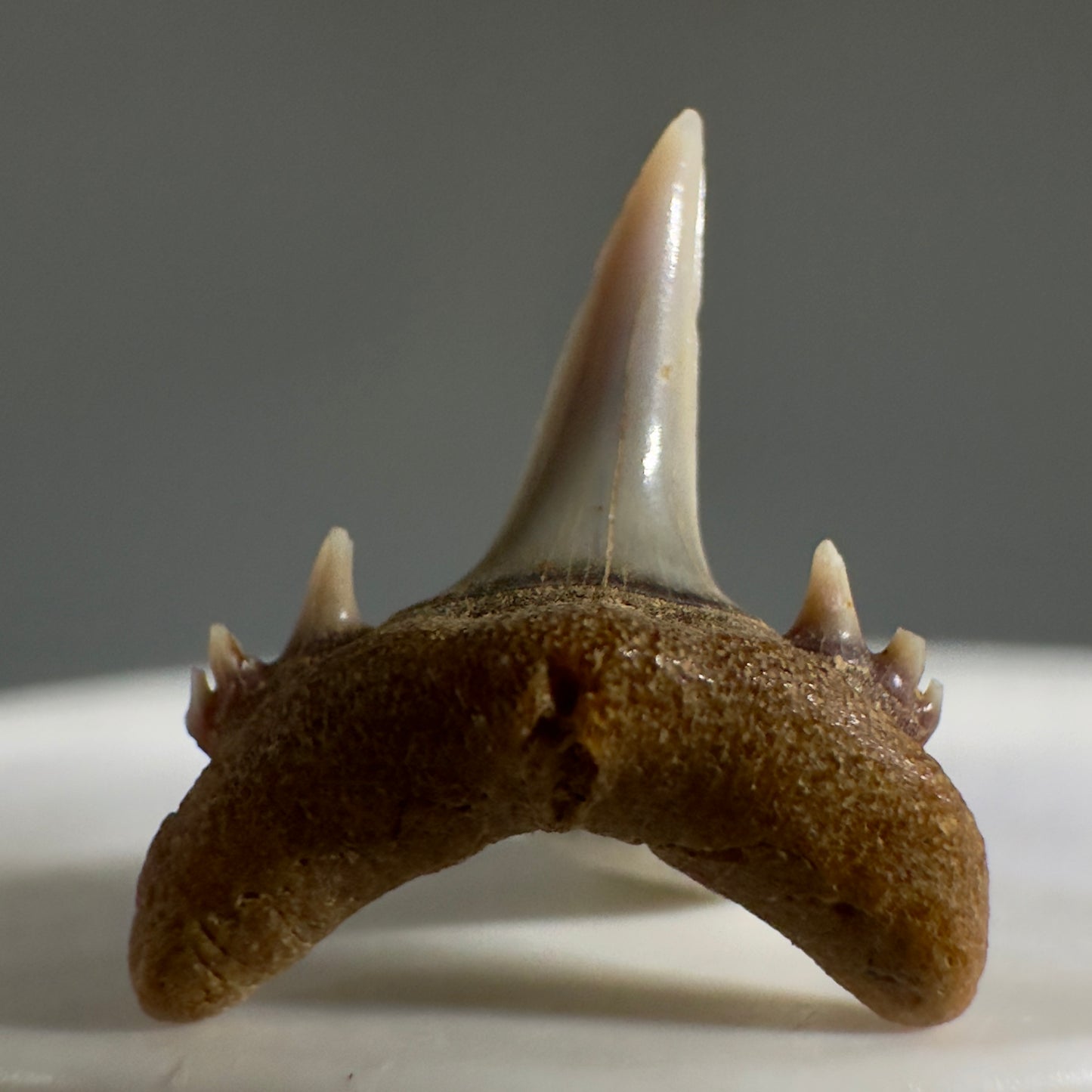 Beautiful rare 0.71" Fossil Smalltooth Sand Tiger tooth from Antofagasta, Chile R620 - Front1