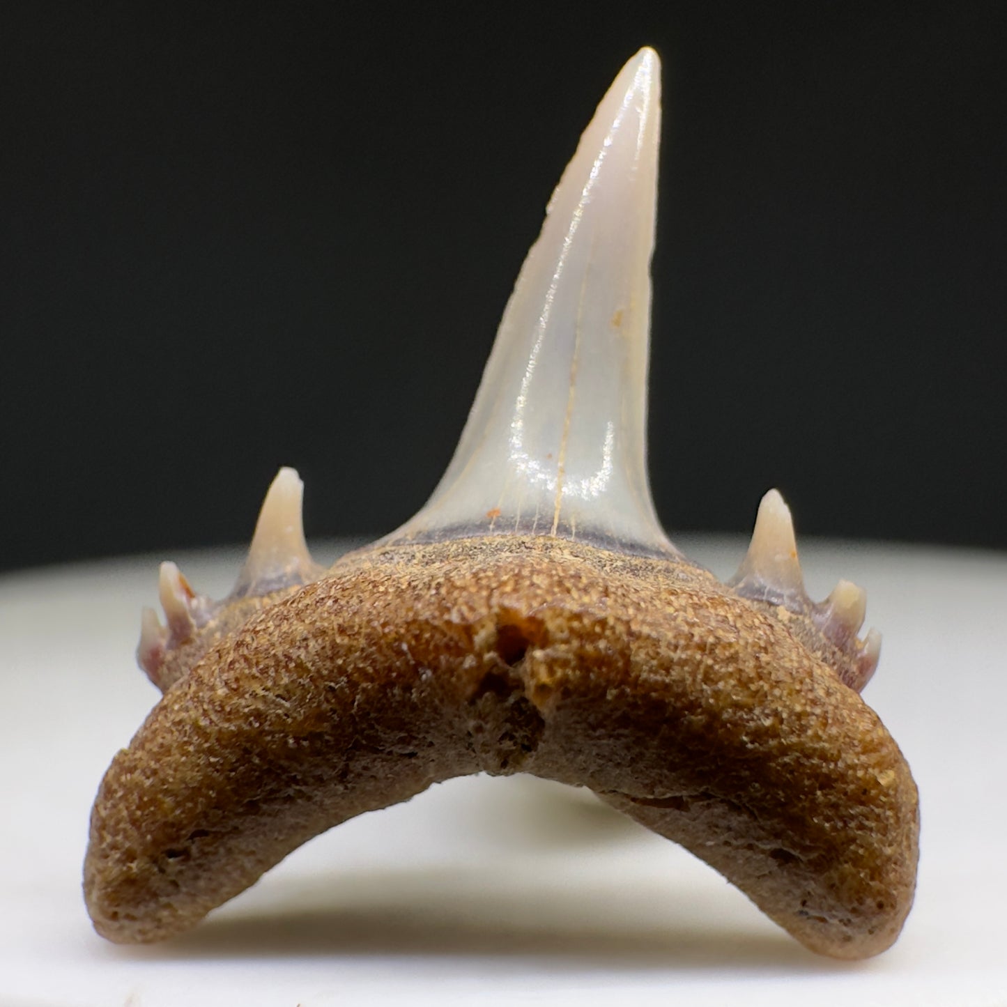 Beautiful rare 0.71" Fossil Smalltooth Sand Tiger tooth from Antofagasta, Chile R620 - Front