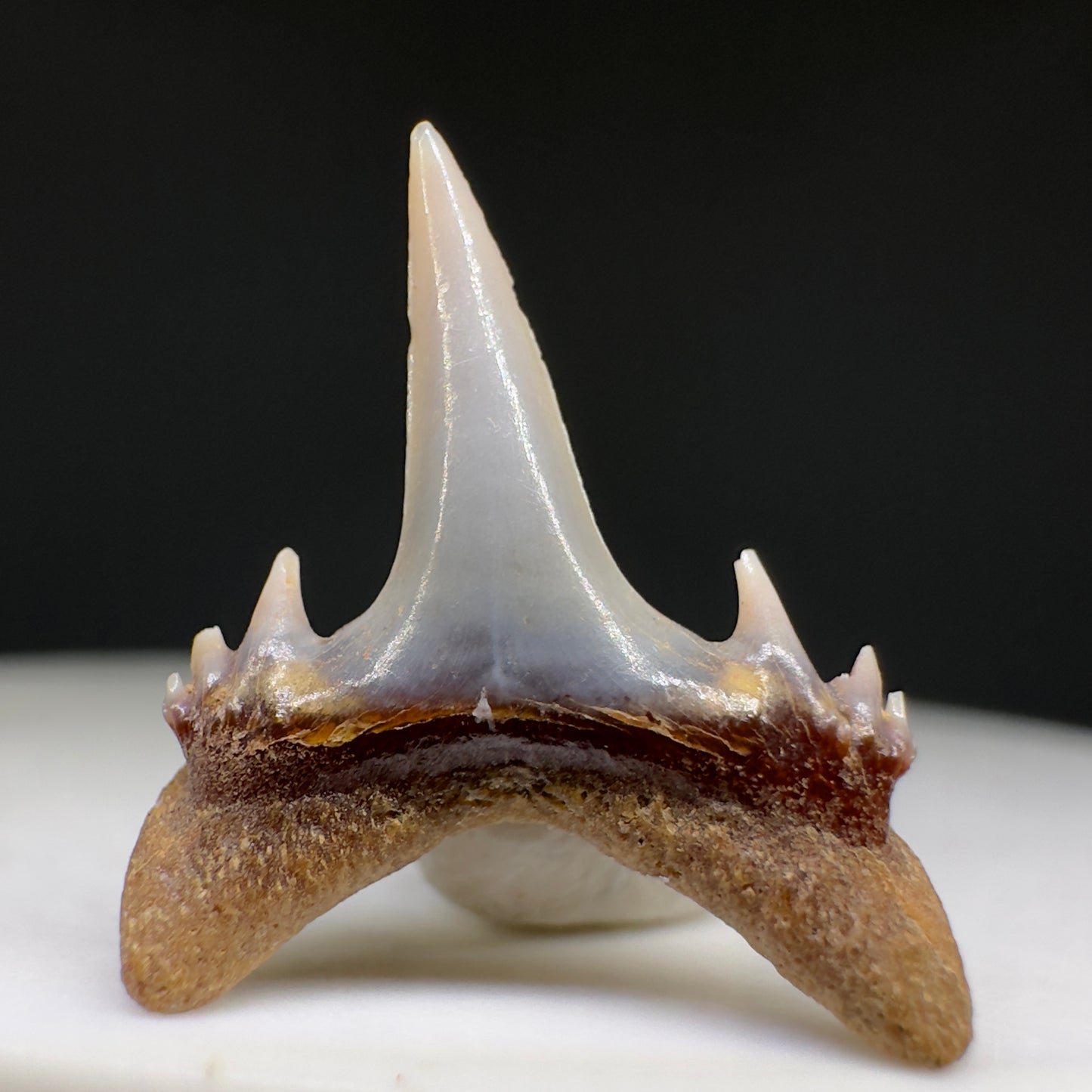 Beautiful rare 0.71" Fossil Smalltooth Sand Tiger tooth from Antofagasta, Chile R620 - Back