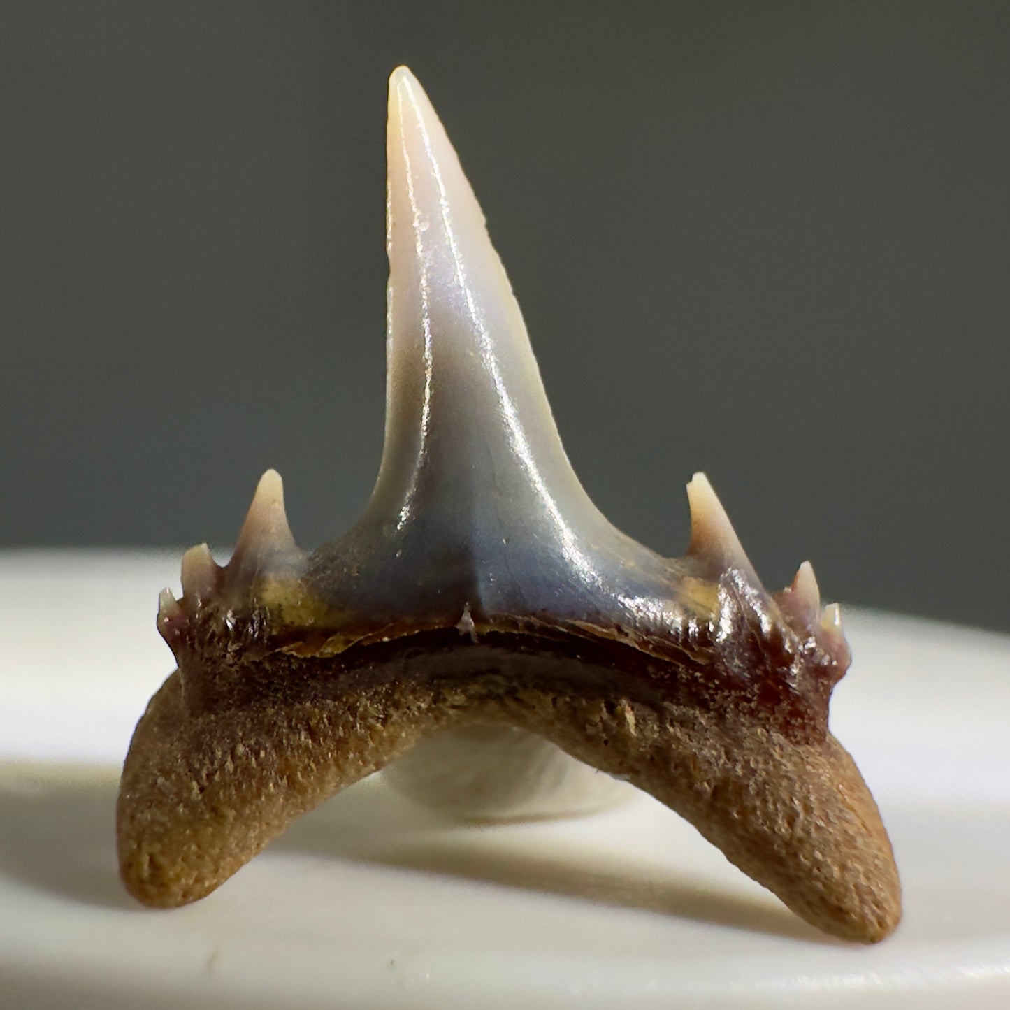 Beautiful rare 0.71" Fossil Smalltooth Sand Tiger tooth from Antofagasta, Chile R620 - Back1