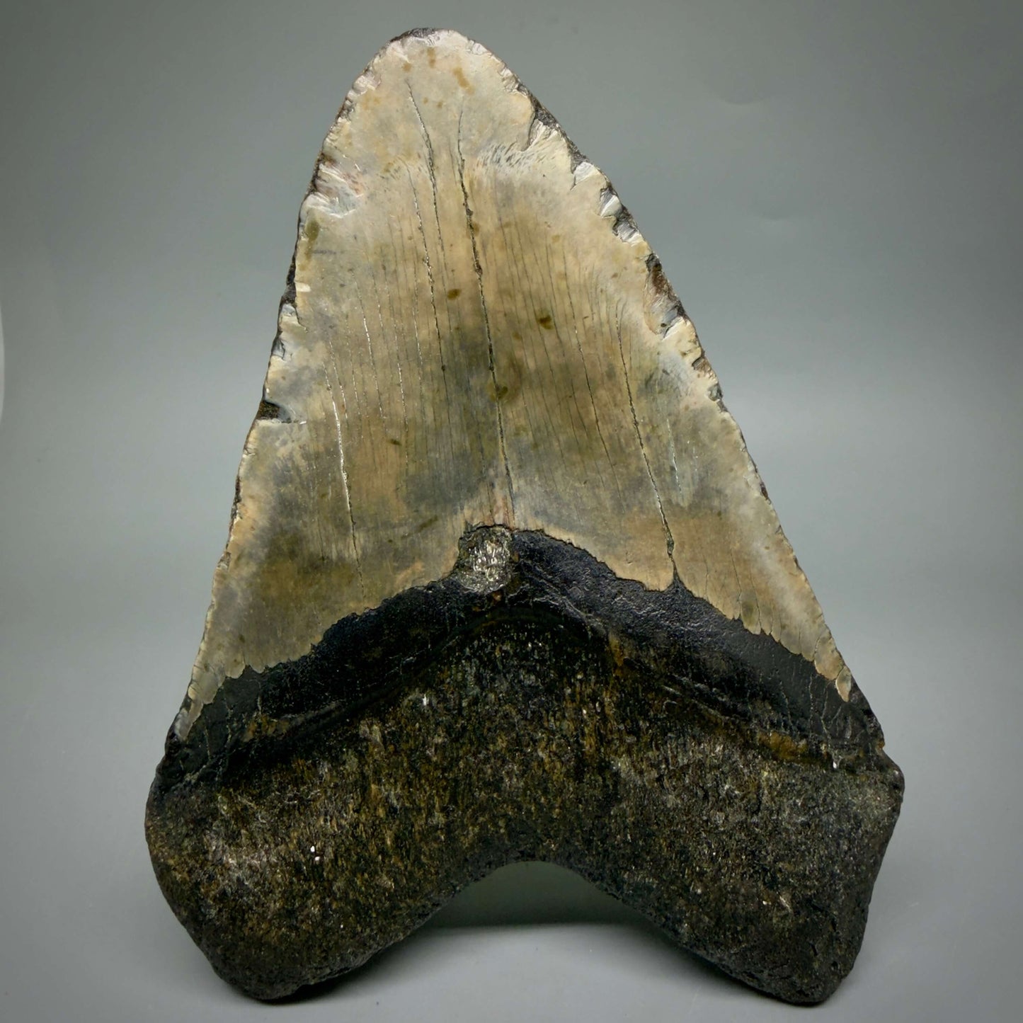 Back View Extra Large Monster 6.55" Authentic Megalodon Tooth – Fossil from North Carolina CM6451