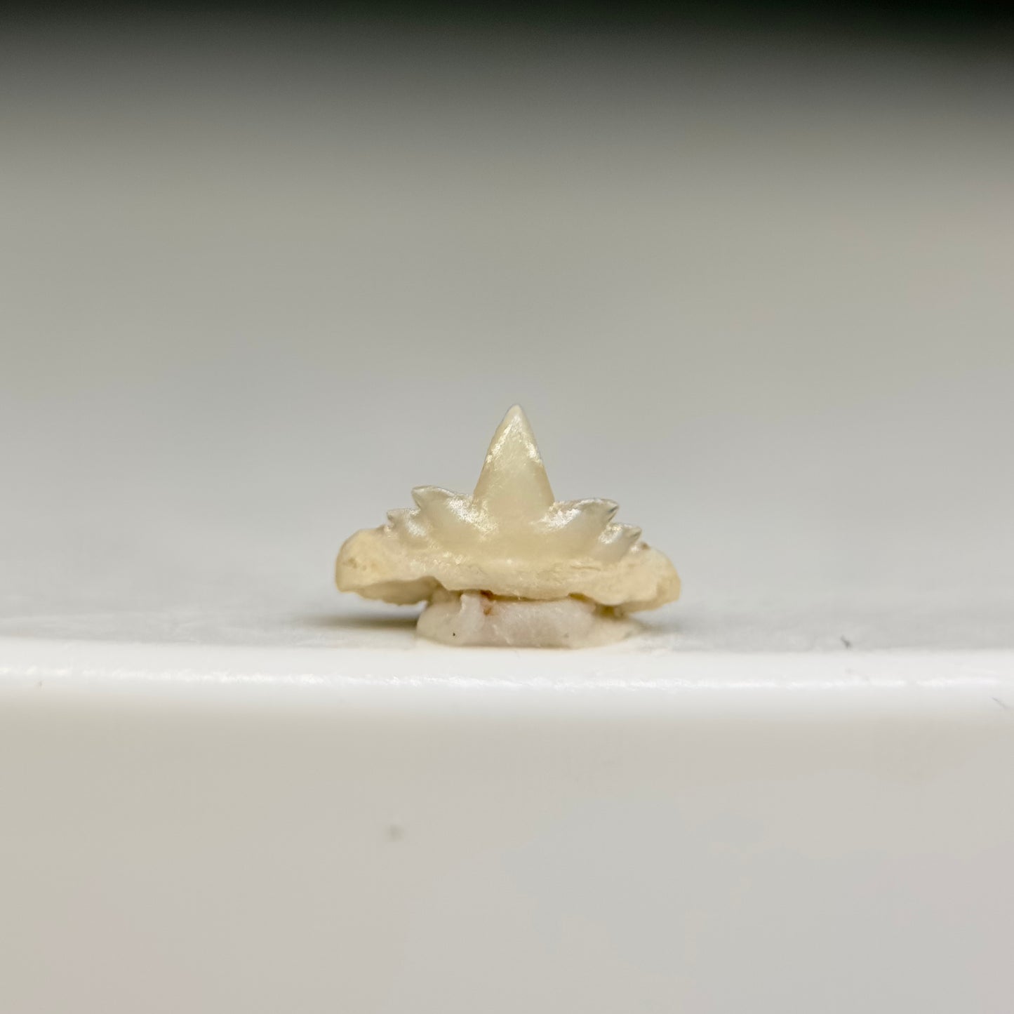 Extremely Rare Symphyseal 0.21" wide Fossil Hexanchus agassizi - Extinct Sixgill Cow Shark tooth from Morocco R610 - Back2