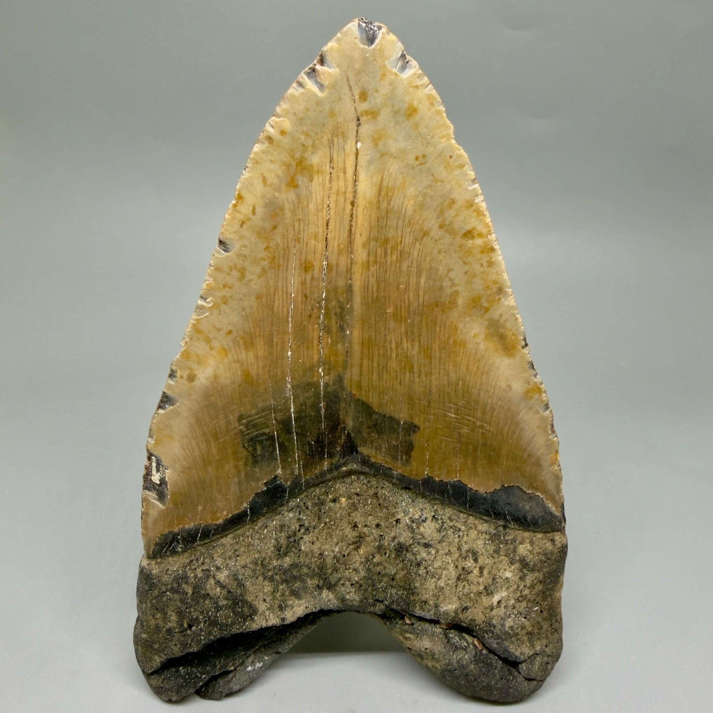 Back View Colorful, heart-shaped 5.85" Authentic Megalodon Tooth – North Carolina Fossil | Carcharocles megalodon CM6458