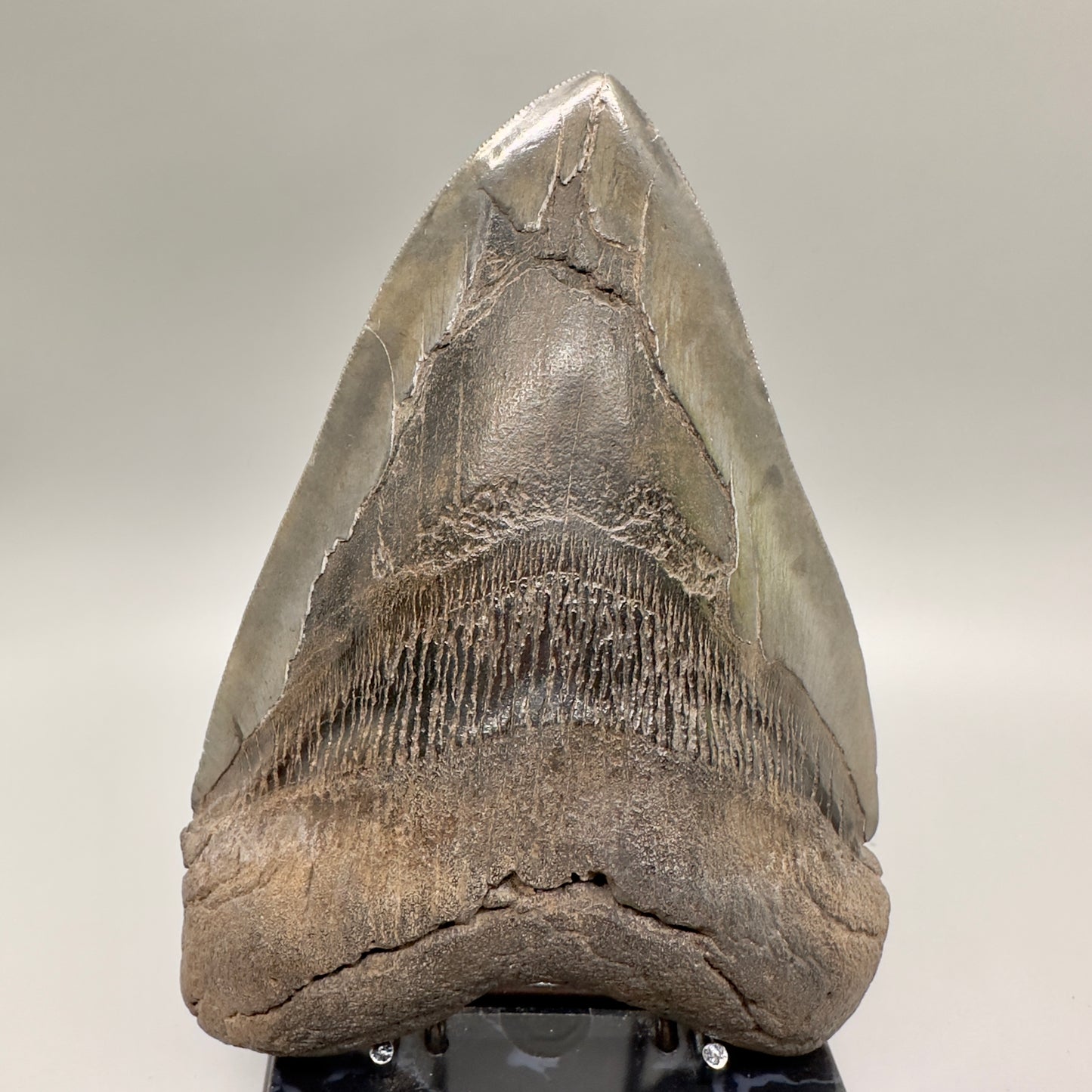 6.31 inches Beast Megalodon Tooth from Southeast, USA CM4551 front
