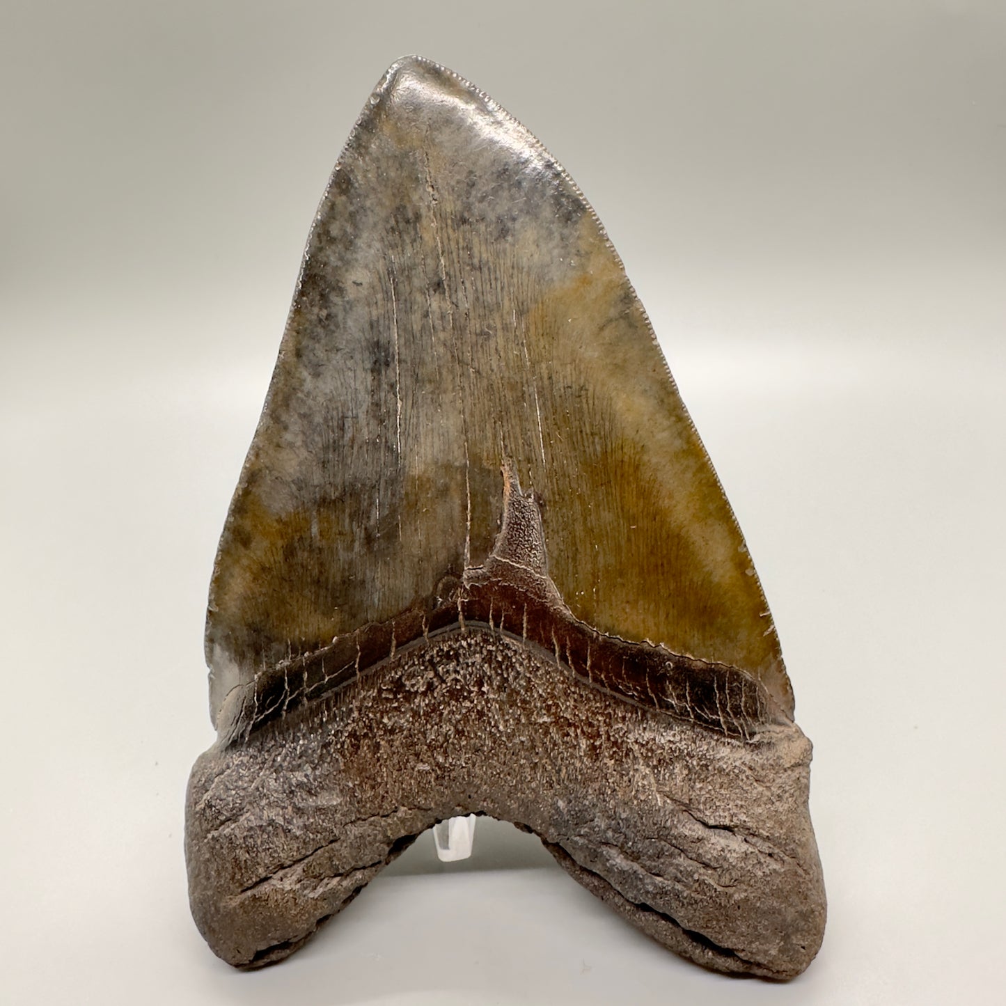 6.31 inches Beast Megalodon Tooth from Southeast, USA CM4551 back
