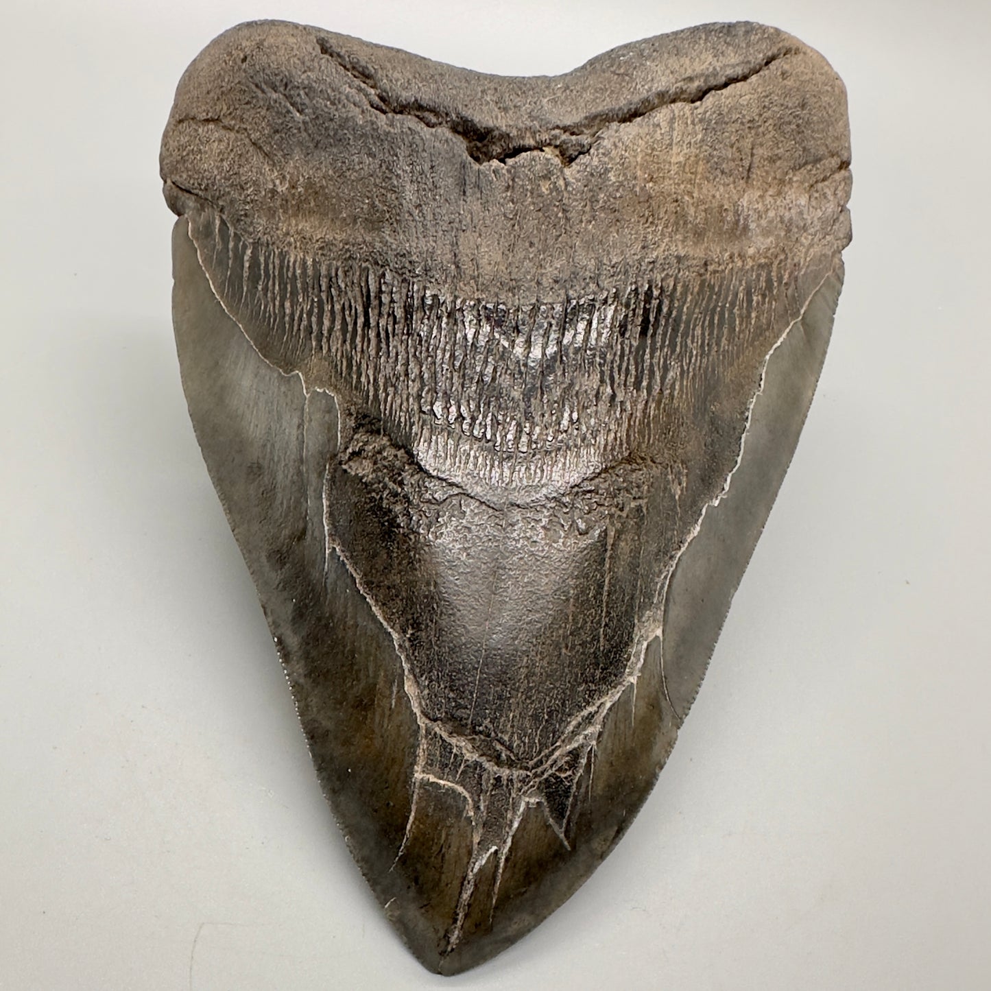 6.31 inches Beast Megalodon Tooth from Southeast, USA CM4551 front down