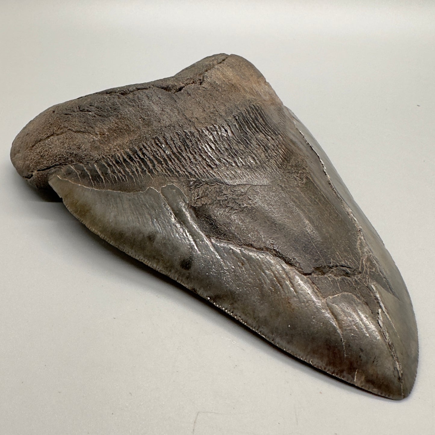 6.31 inches Beast Megalodon Tooth from Southeast, USA CM4551 front left