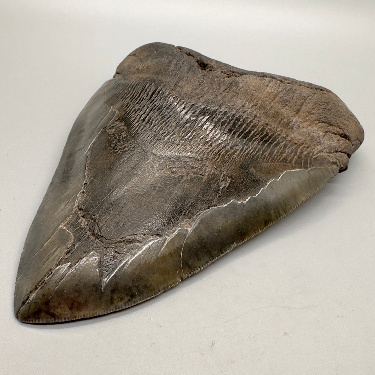 6.31 inches Beast Megalodon Tooth from Southeast, USA CM4551 front right